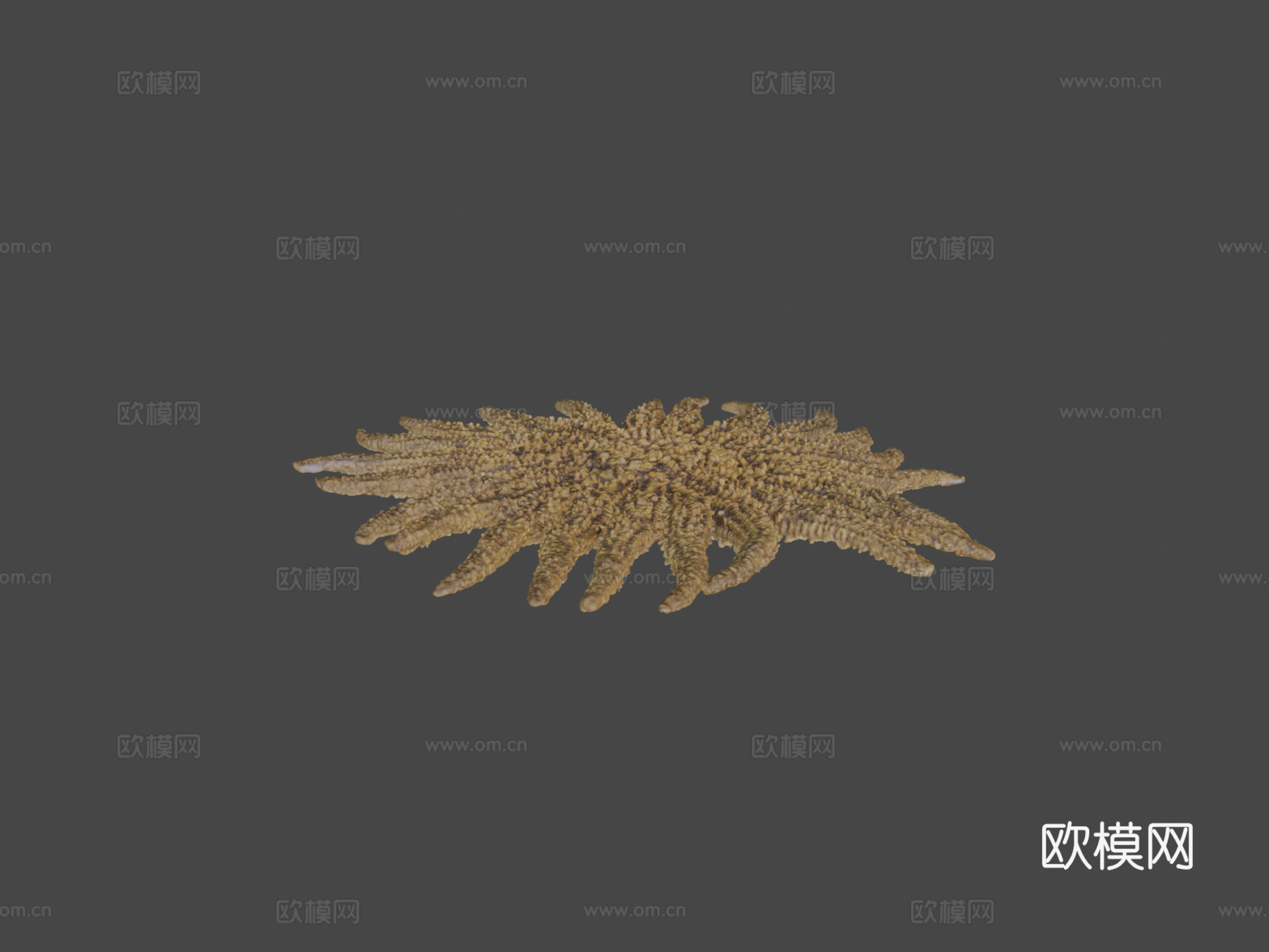 向日葵海星3d模型下载（渲染图6）