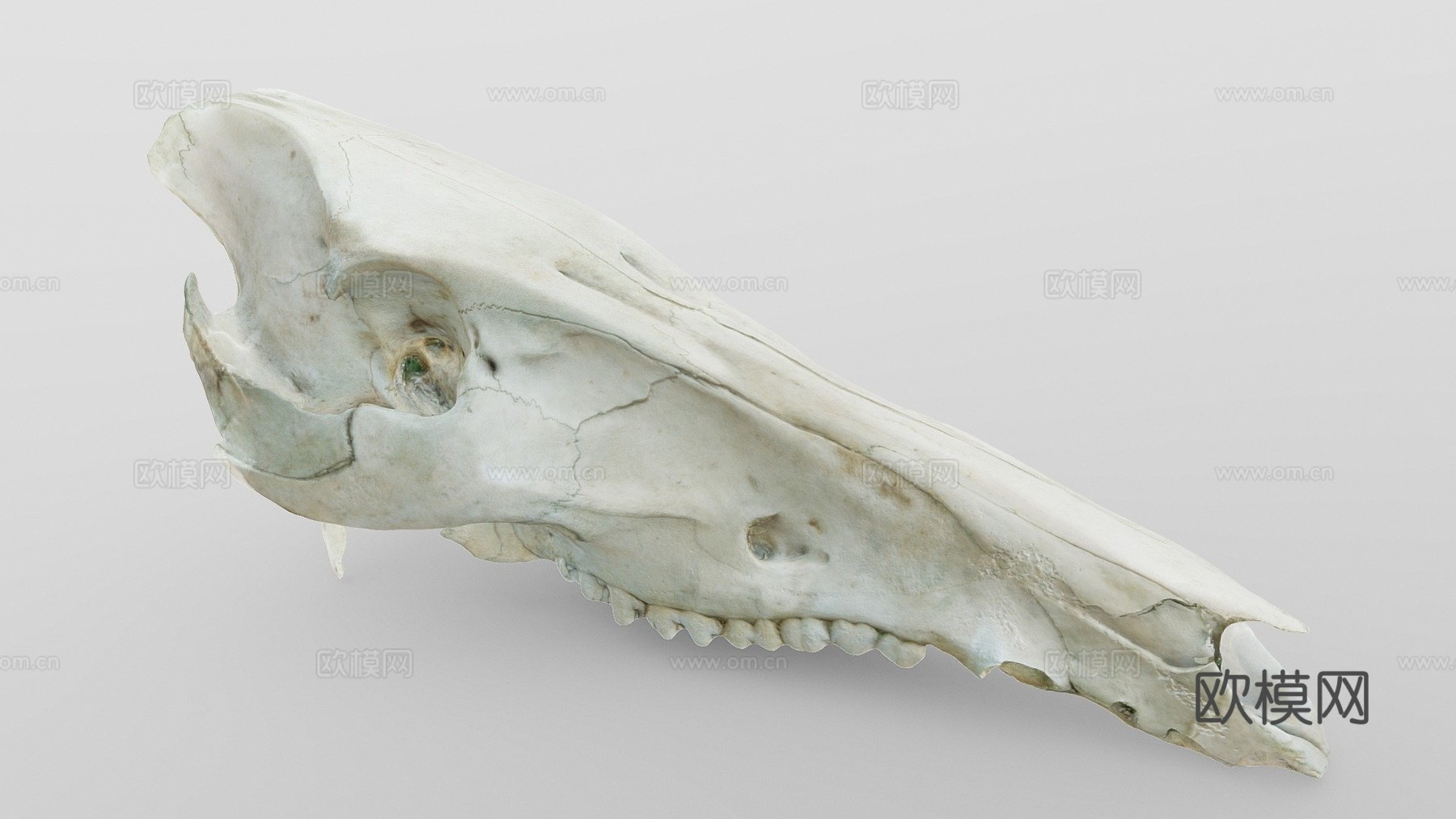 野猪头骨3d模型下载（渲染图1）