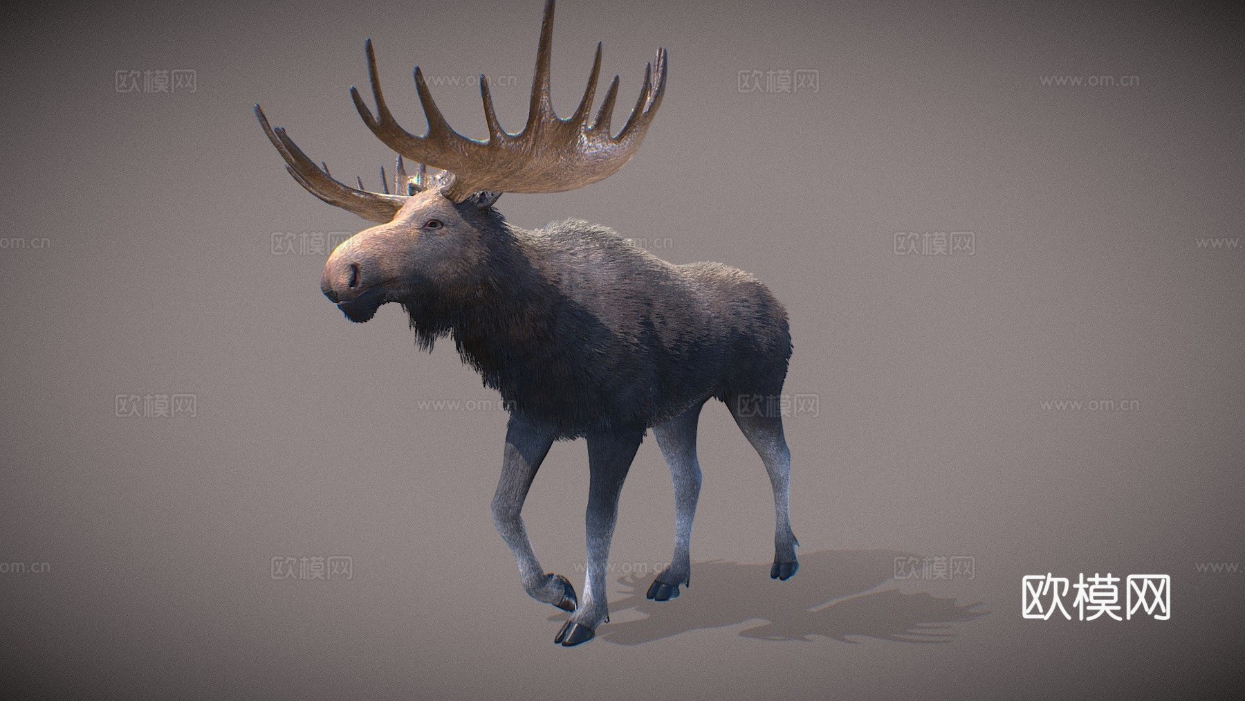 逼真驼鹿3d模型下载（渲染图1）