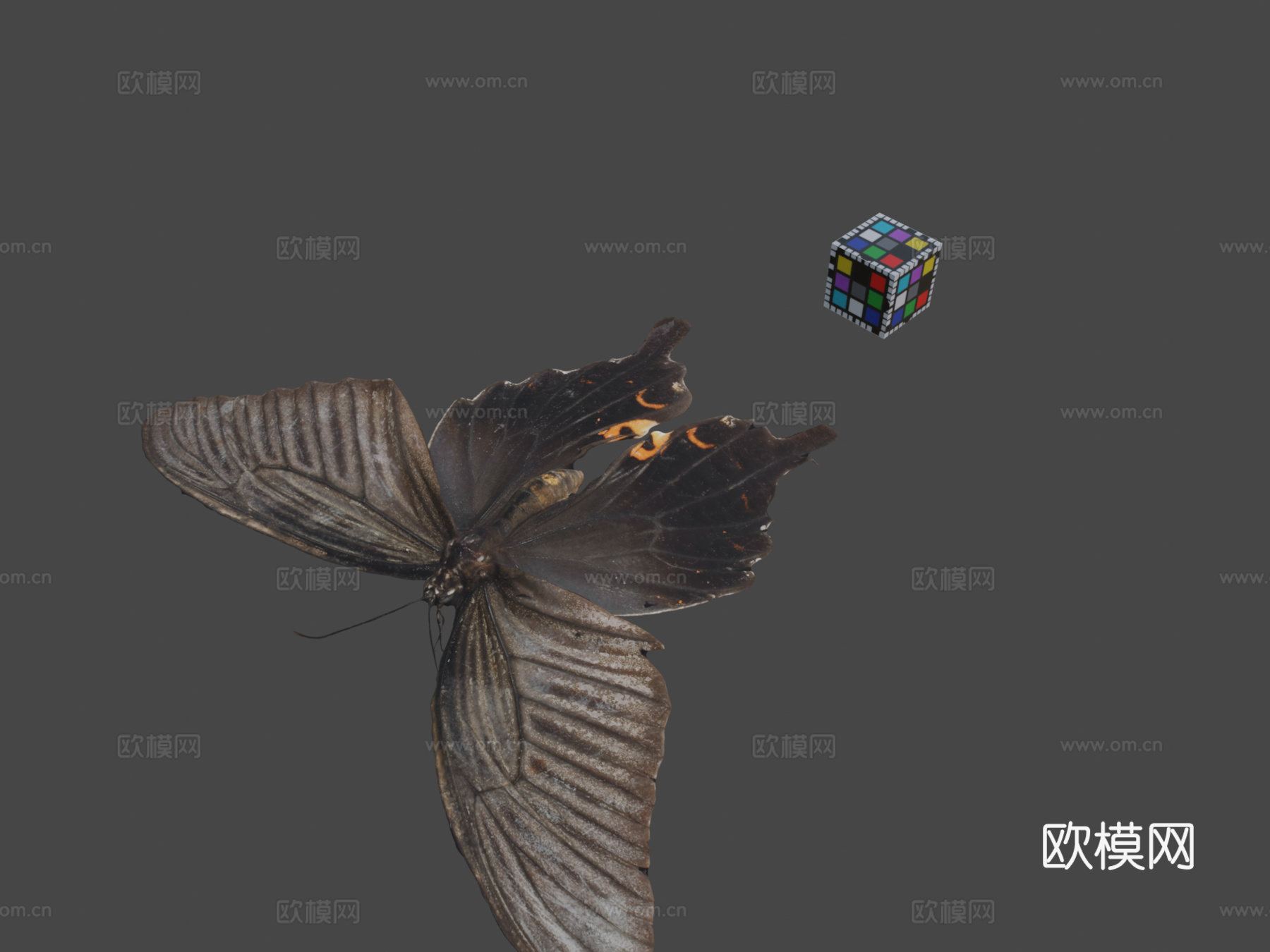 CC0柑橘凤蝶?玉带凤蝶3d模型下载（渲染图1）