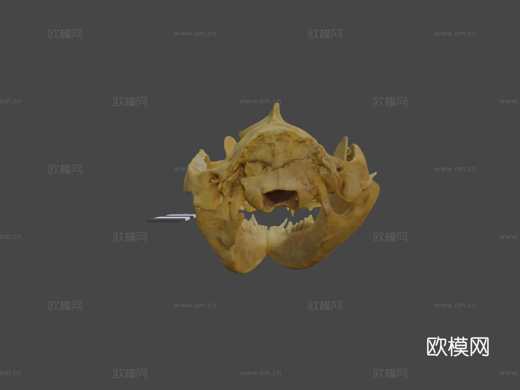 负鼠头骨3d模型下载（渲染图5）