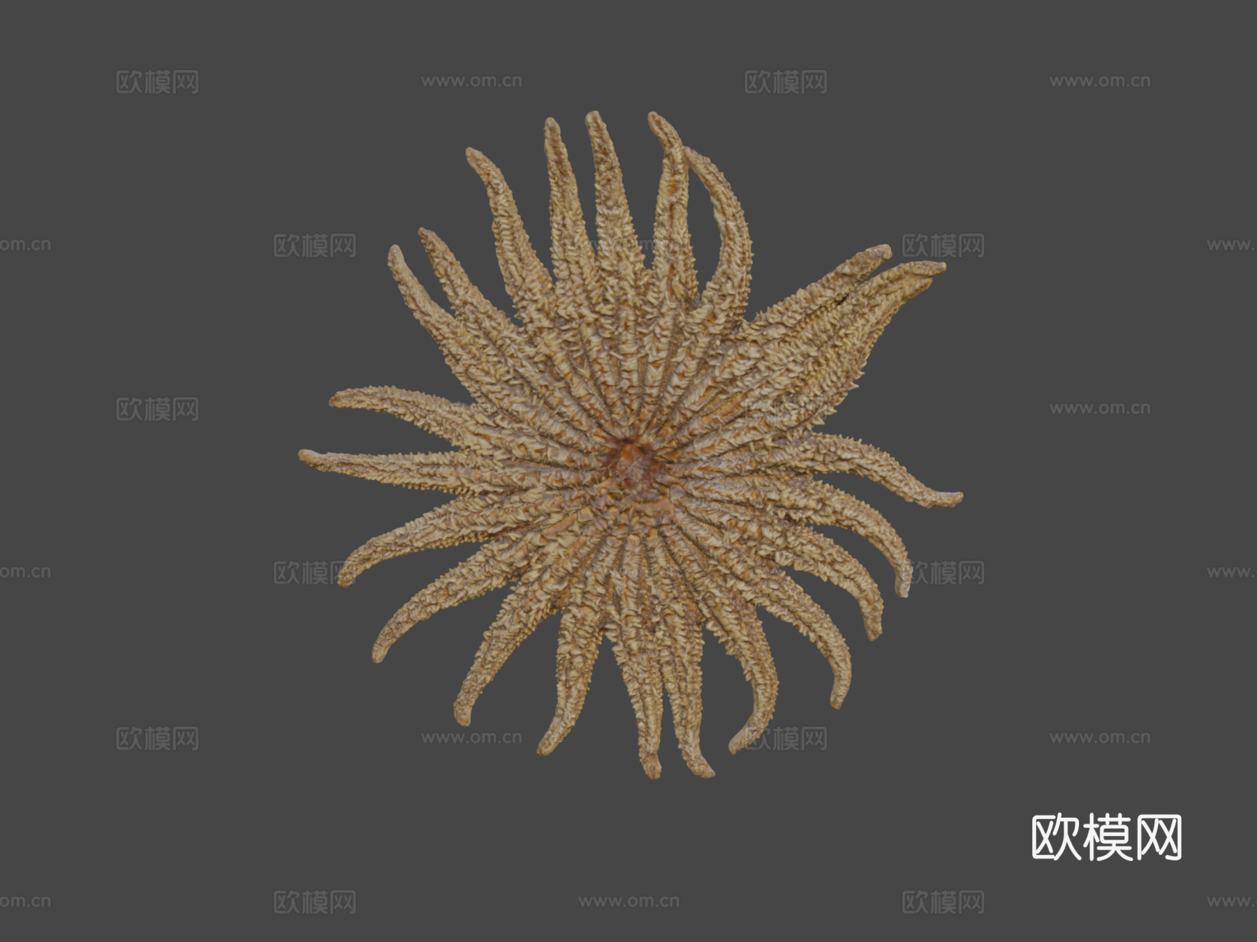 向日葵海星3d模型下载（渲染图8）