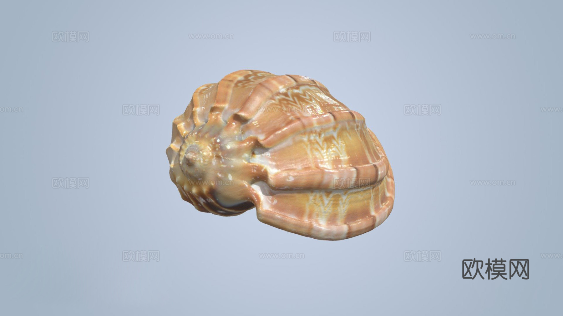 贝壳3d模型下载（渲染图1）
