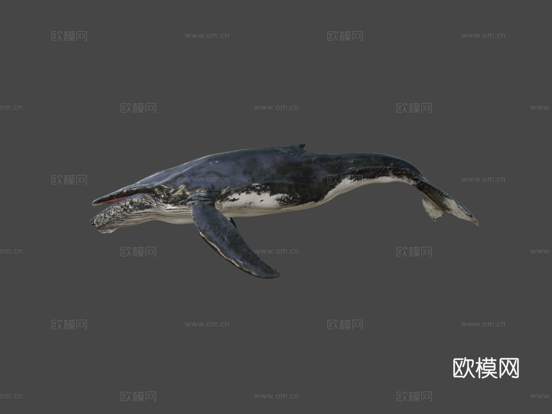 座头鲸绑定3d模型下载（渲染图6）