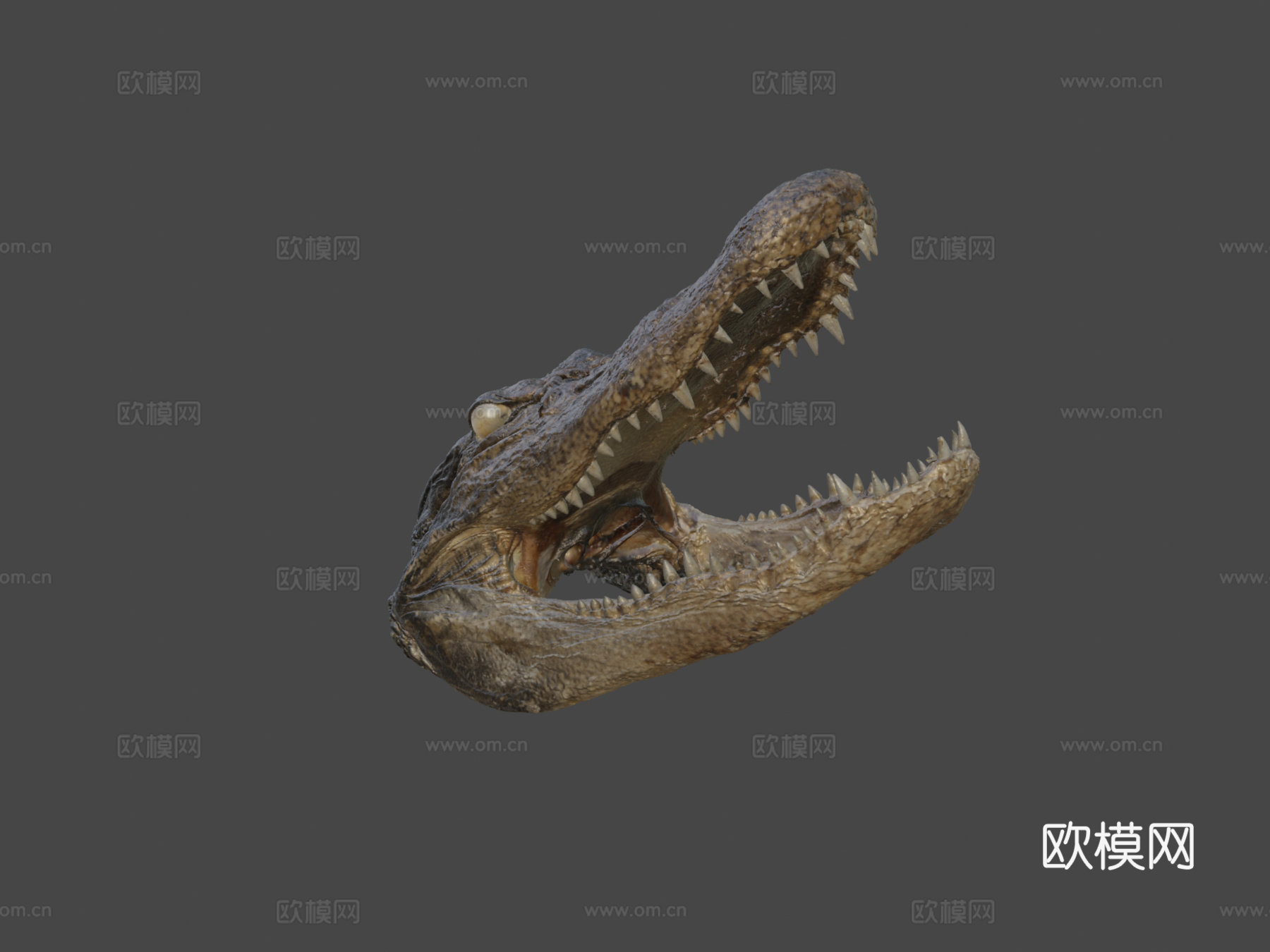 鳄鱼头标本3d模型下载（渲染图5）