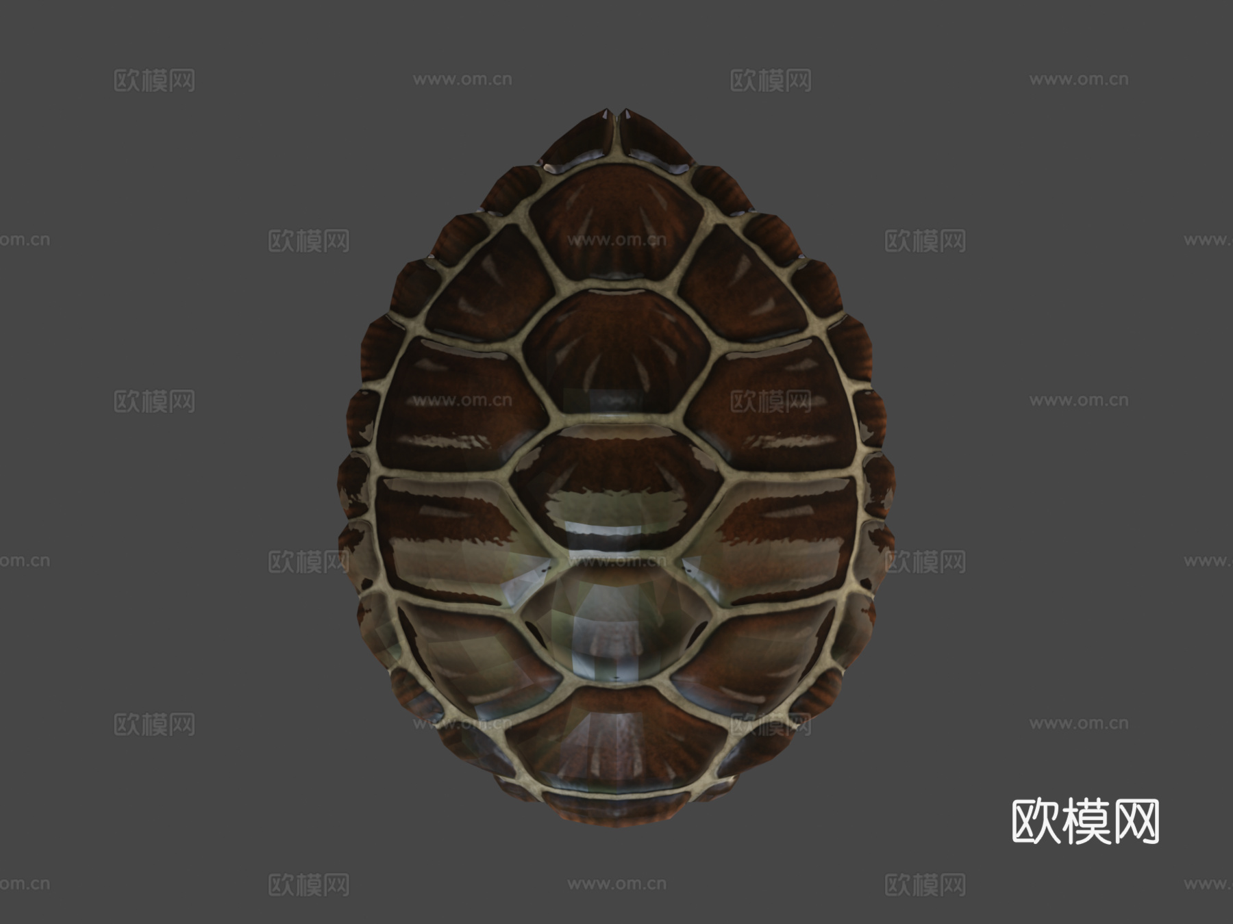 绿海龟3d模型下载（渲染图8）