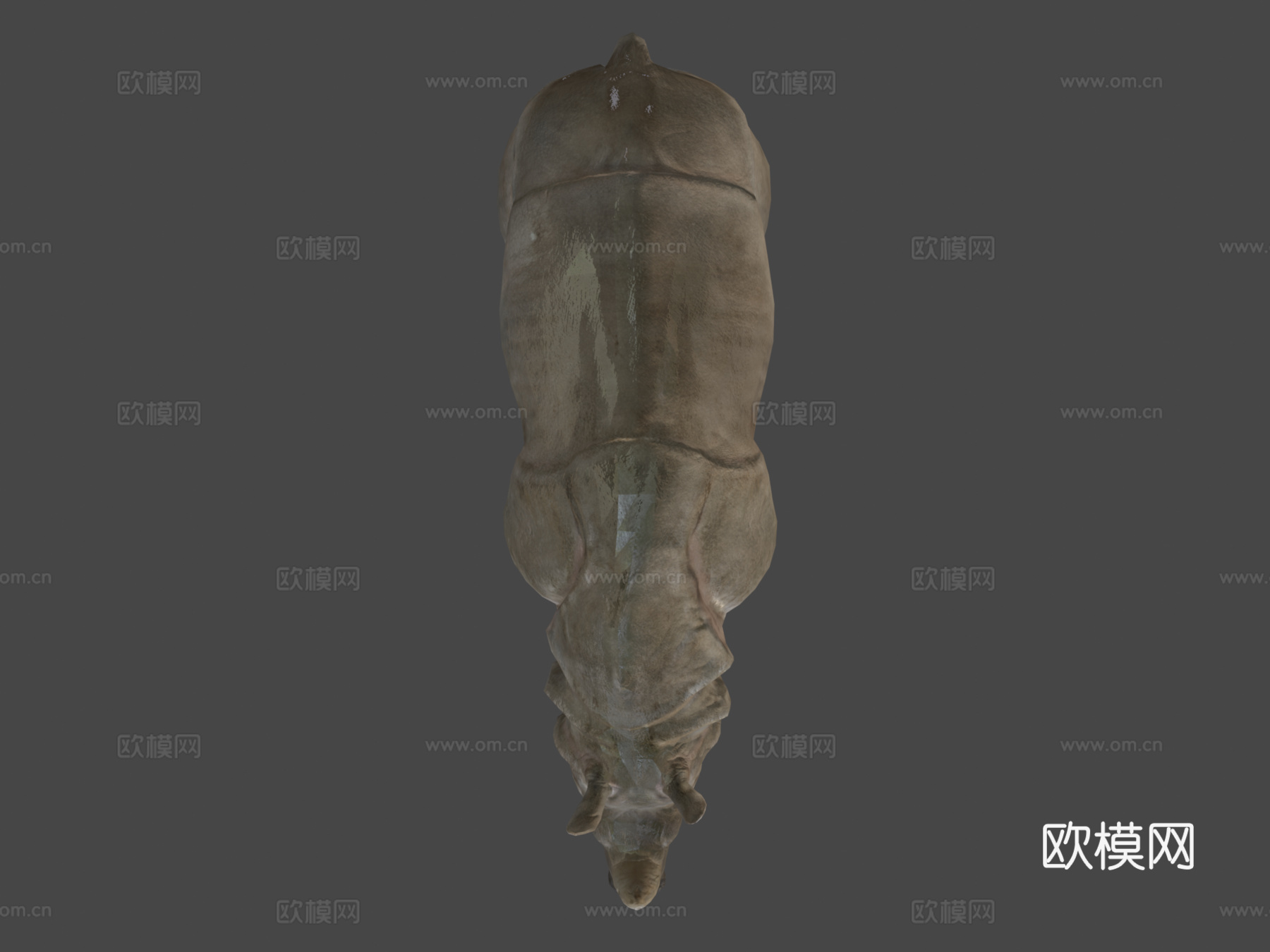 印度犀牛-游戏就绪-3d模型3d模型下载（渲染图6）