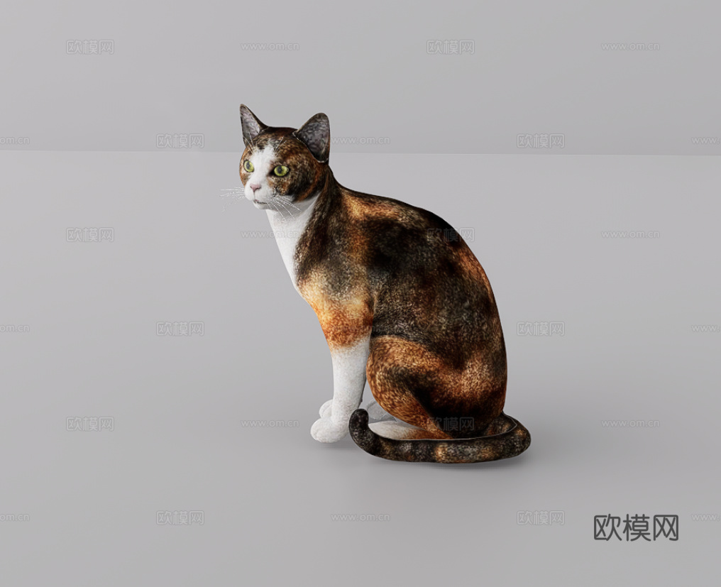 猫su模型