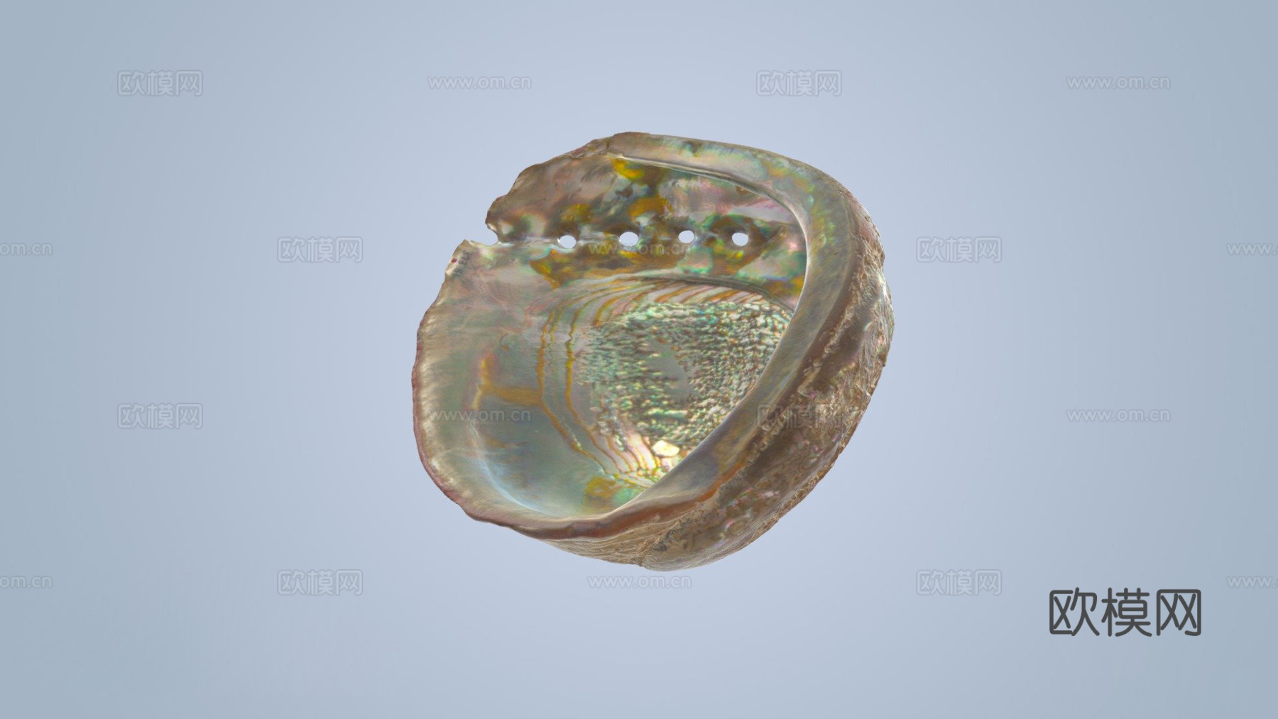 鲍鱼壳3d模型下载（渲染图1）