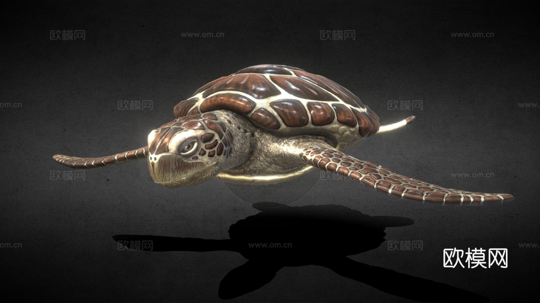绿海龟3d模型下载（渲染图1）