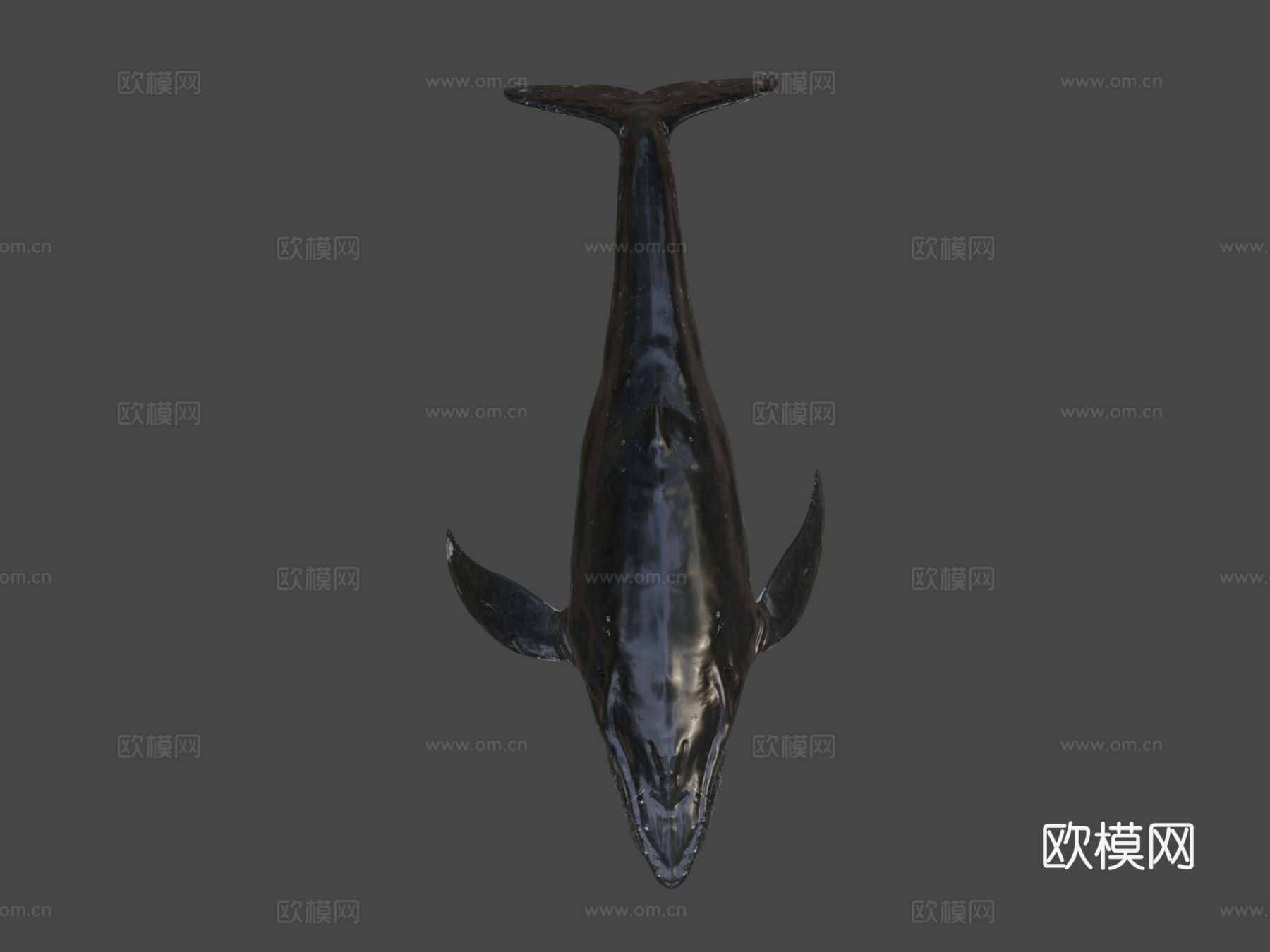 座头鲸绑定3d模型下载（渲染图8）