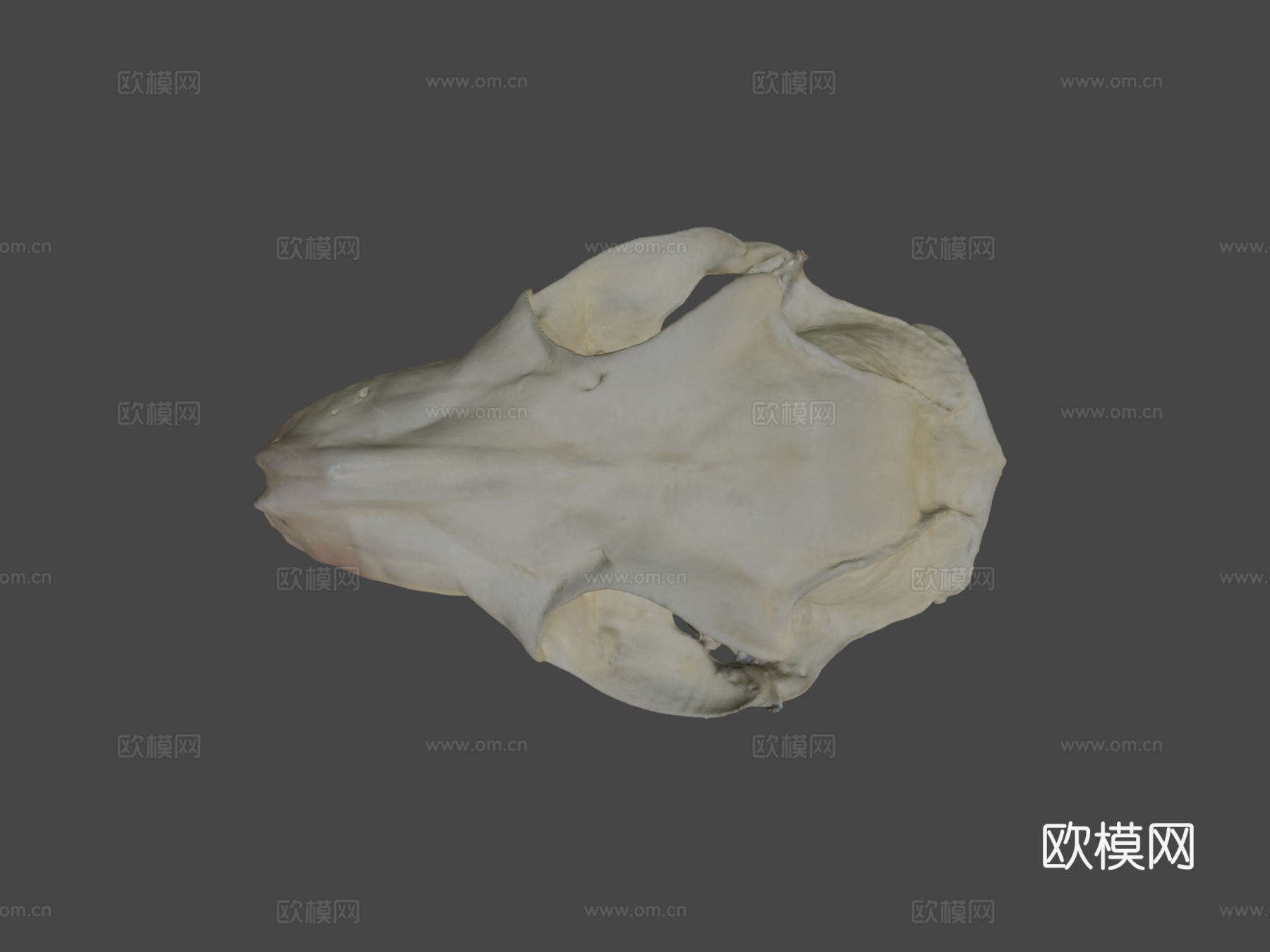 马来飞狐猴头骨3d模型下载（渲染图5）