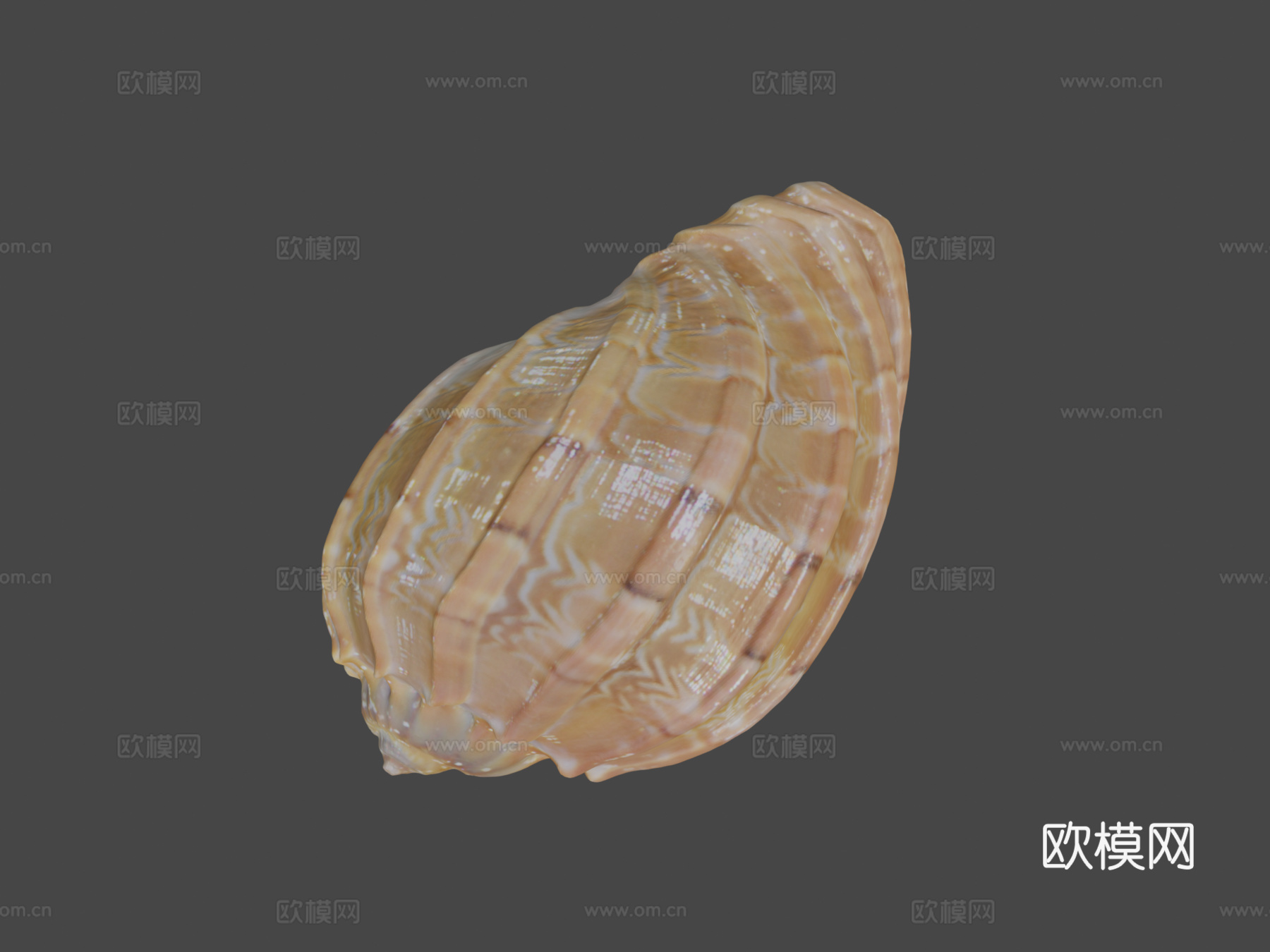 贝壳3d模型下载（渲染图8）