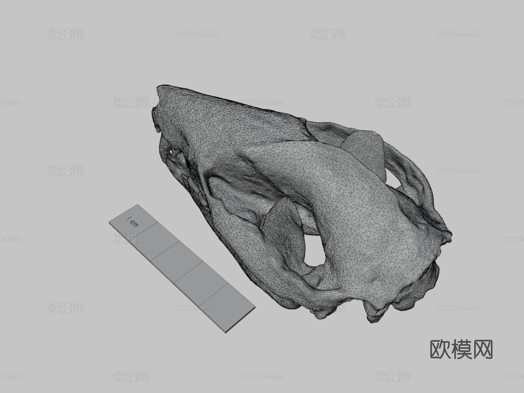 负鼠头骨3d模型下载（渲染图3）