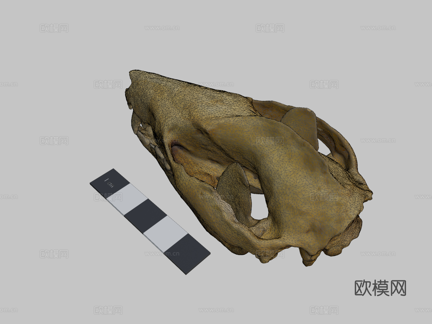 负鼠头骨3d模型下载（渲染图2）
