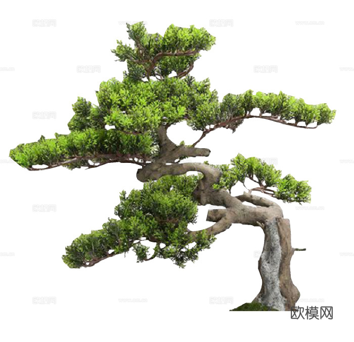 中式造型松 2D罗汉松 黑松 松树 造型树 歪脖子树盆景盆栽su模型