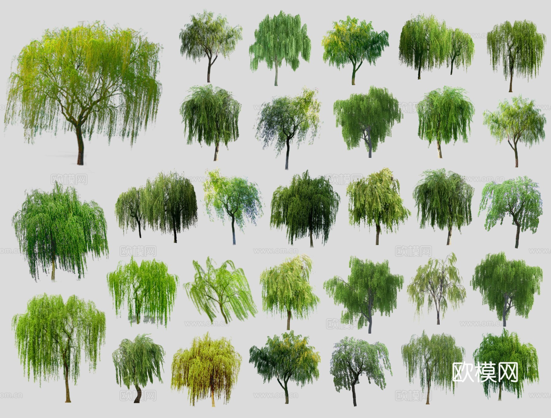 现代柳树 2D垂柳 杨柳 旱柳 风动杨柳 行道树滨水湿地植物su模型