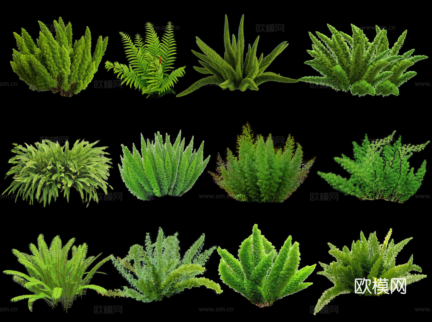 现代狐尾天门冬 肾蕨 2D花镜植物 花灌木 景观地被花草su模型