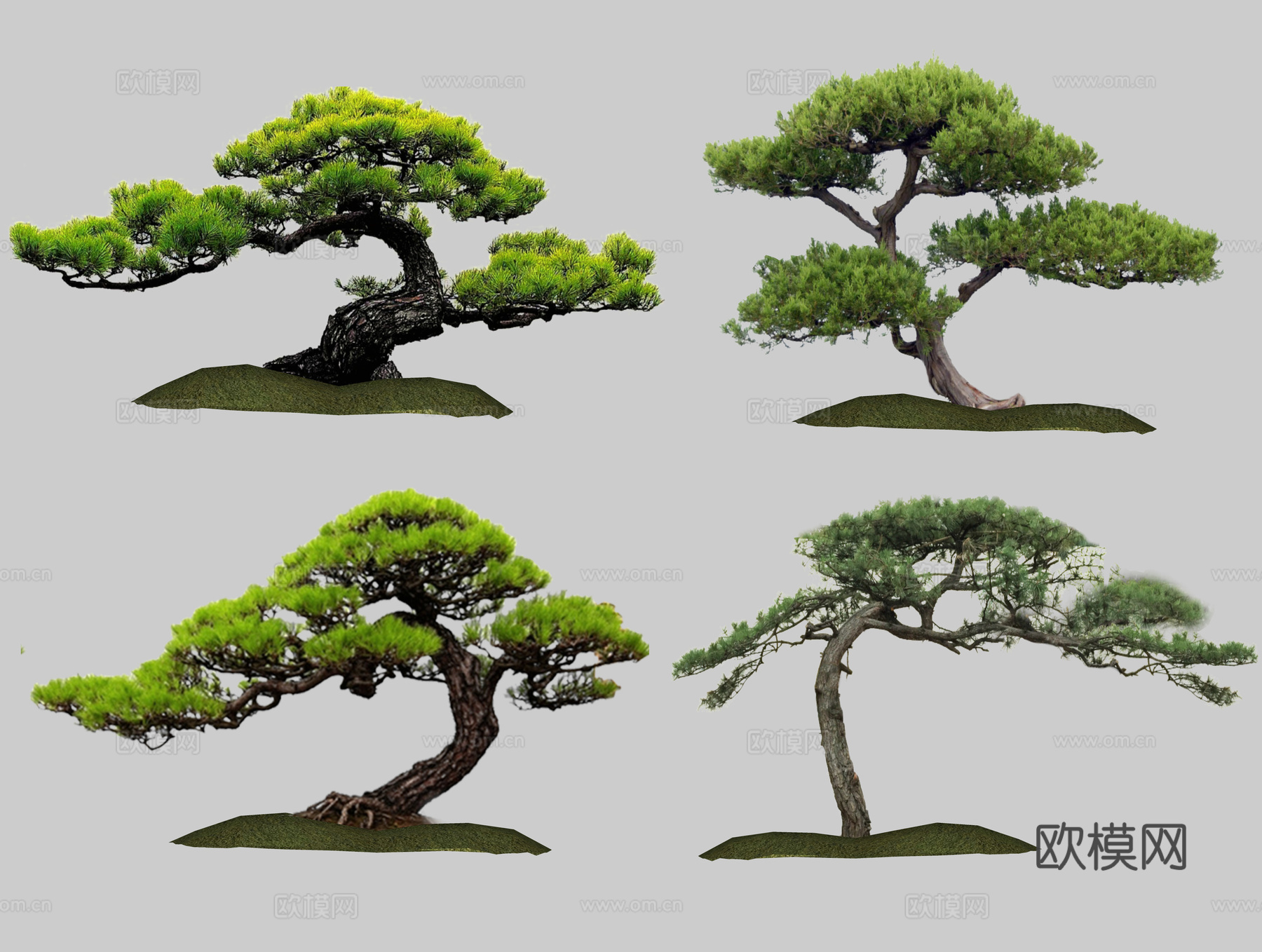 中式罗汉松 黑松 造型松 盆景松 造型树 景观树 观赏树乔木su模型