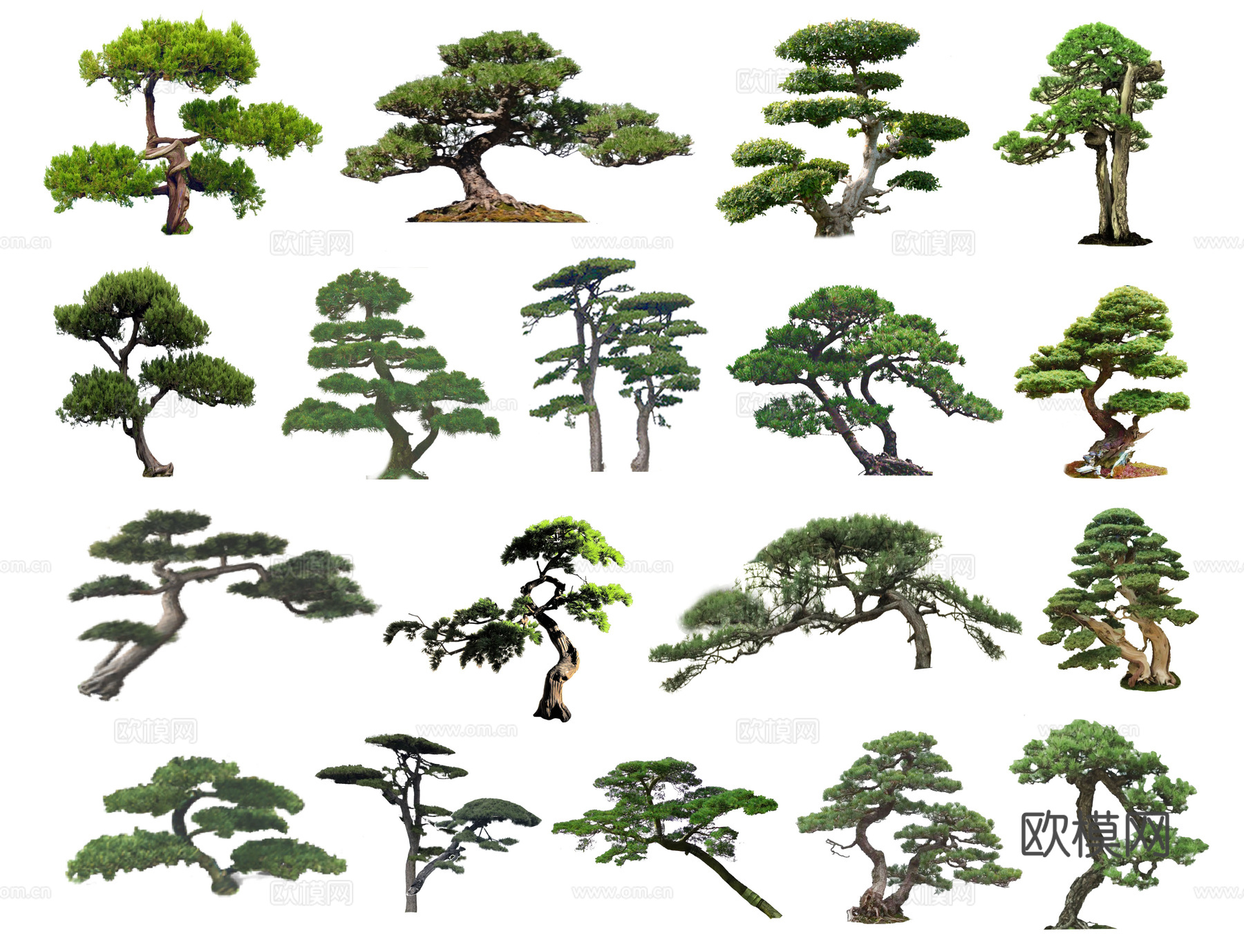 中式造型松 黑松 罗汉松 松树 景观树 歪脖子树 造型树su模型