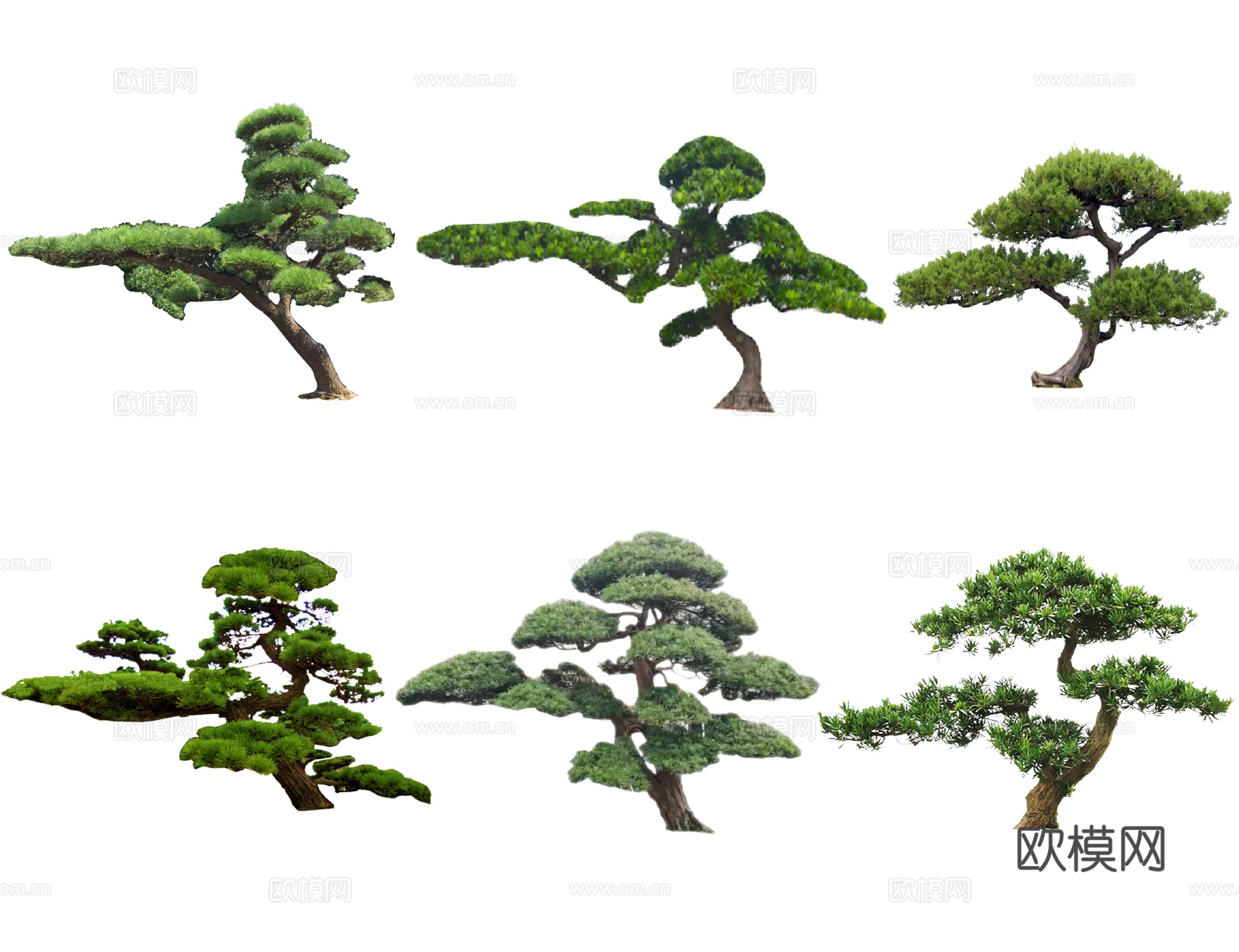 中式罗汉松 黑松 造型松 松树 歪脖子树 景观树 油松造型树su模型