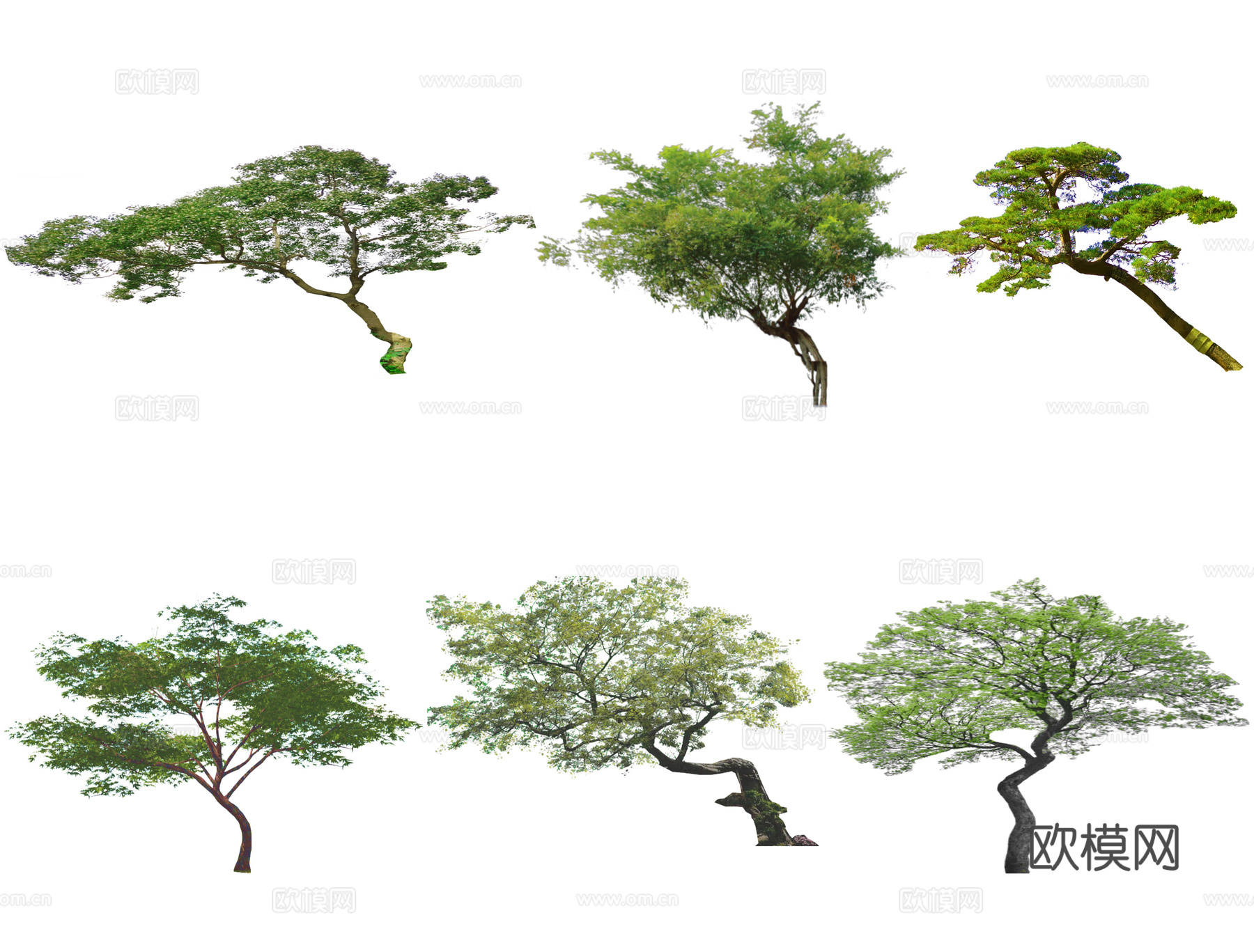 现代歪脖子树 造型松 黑松 罗汉松 乌桕树 造型树 丛生树su模型