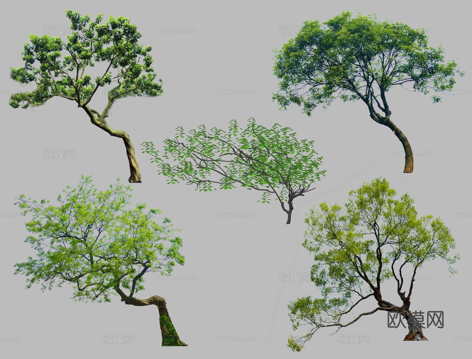 现代歪脖子树 飘枝树 偏冠树 造型树 乌桕树 弯杆植物丛生树su模型