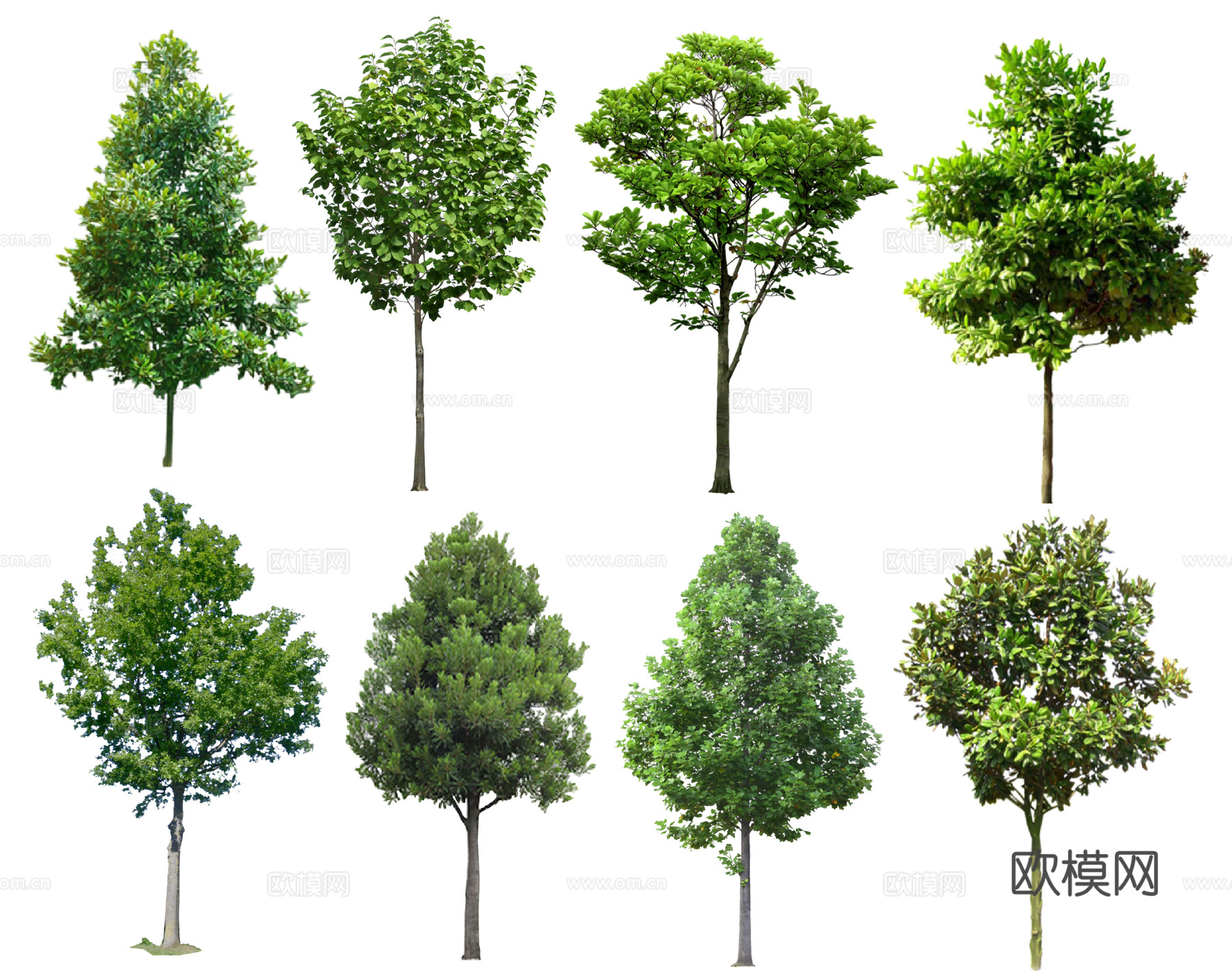 现代广玉兰 白玉兰 大叶女贞 景观树 行道树 造型树乔木植物su模型