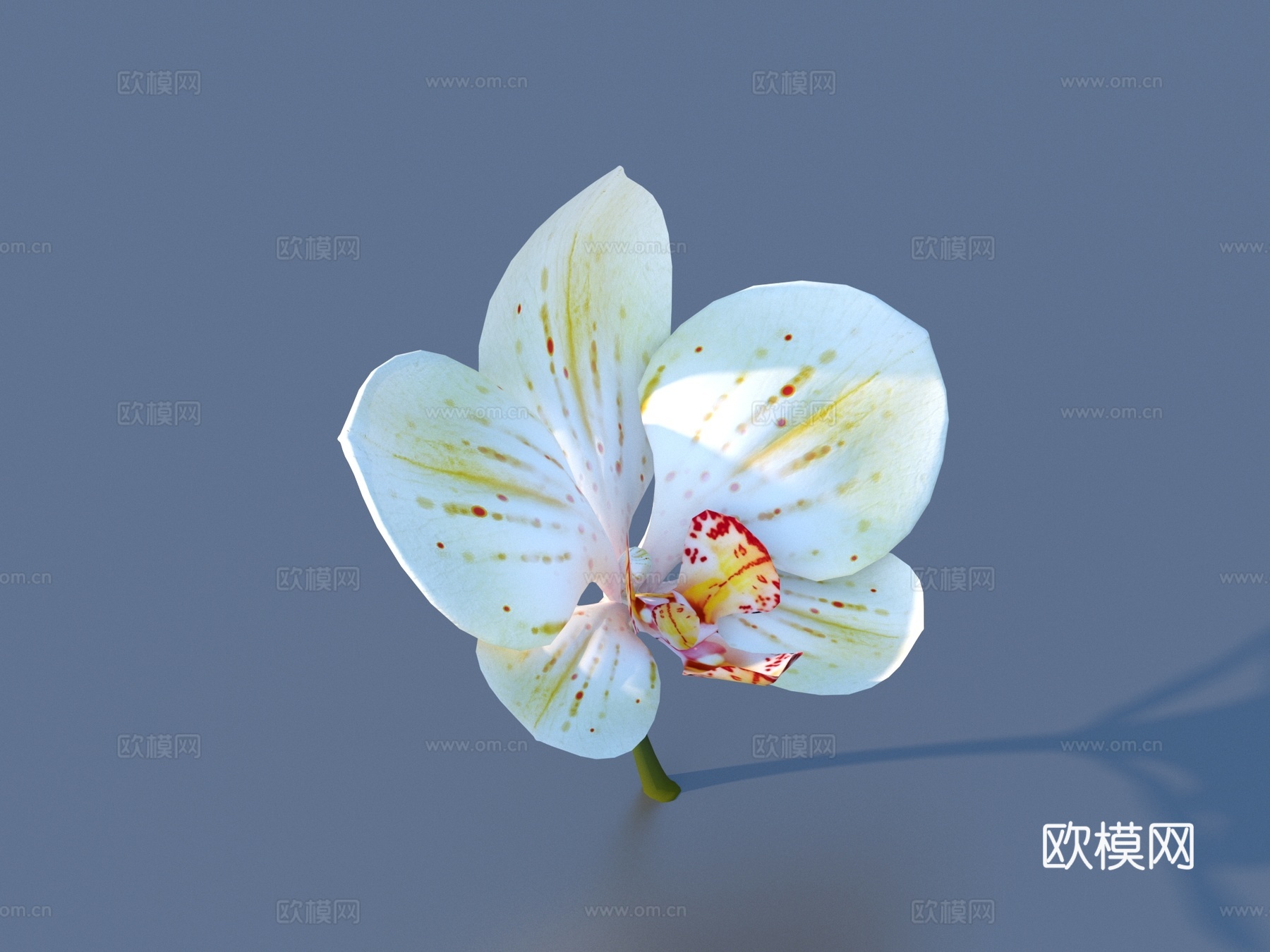 花 野花 绿植 花朵3d模型下载