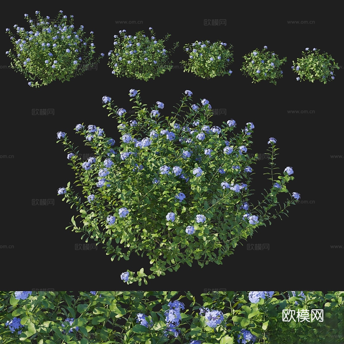 耳叶蓝花楹灌木3d模型下载