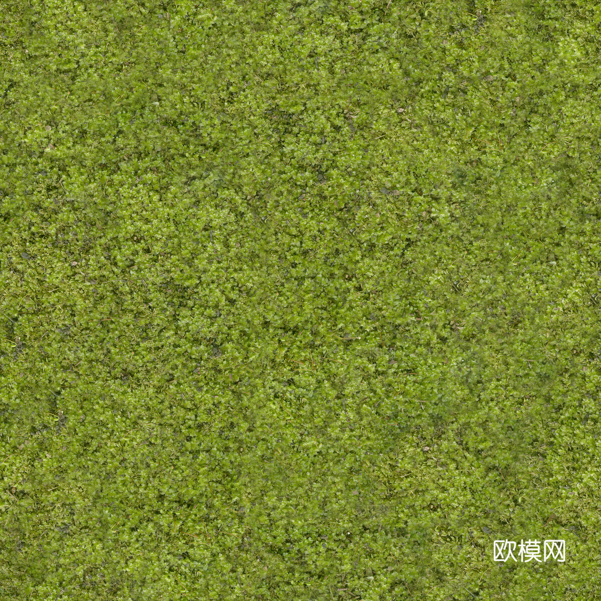 草皮地面 草皮  草 地面