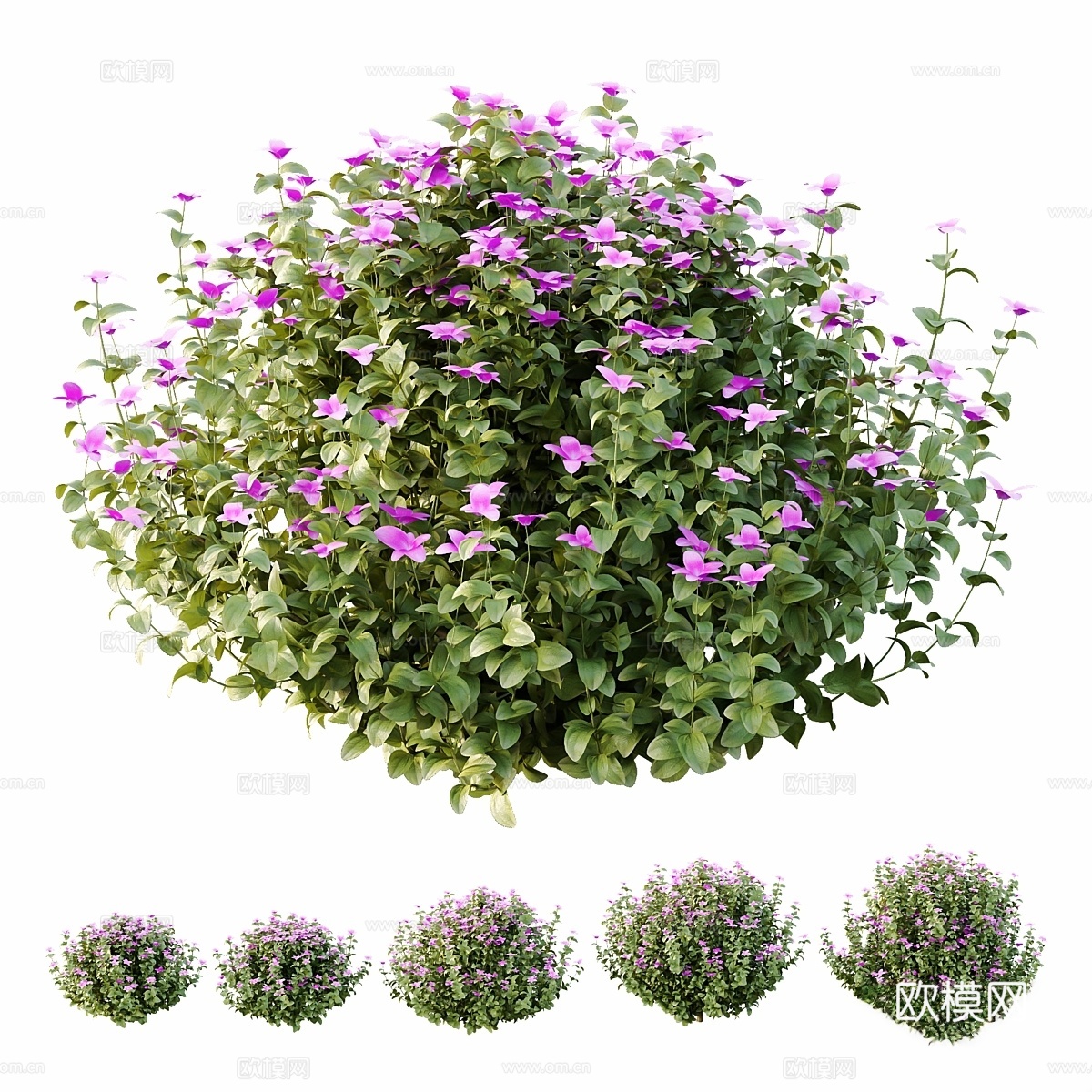 紫花地丁灌木05号3d模型下载