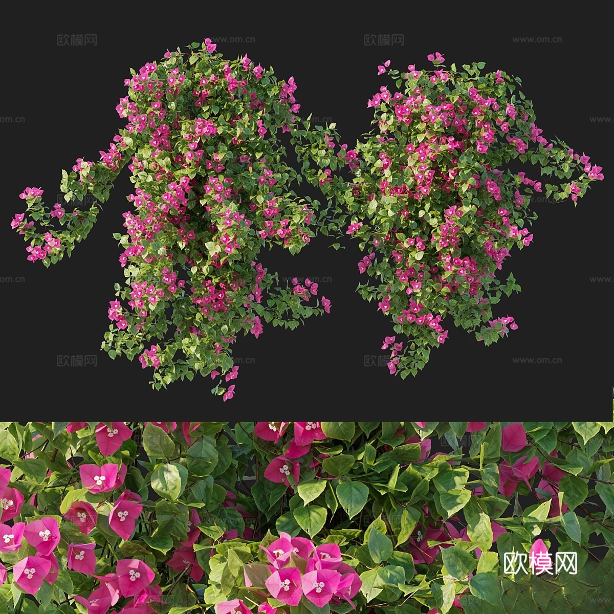 藤蔓九重葛013d模型下载