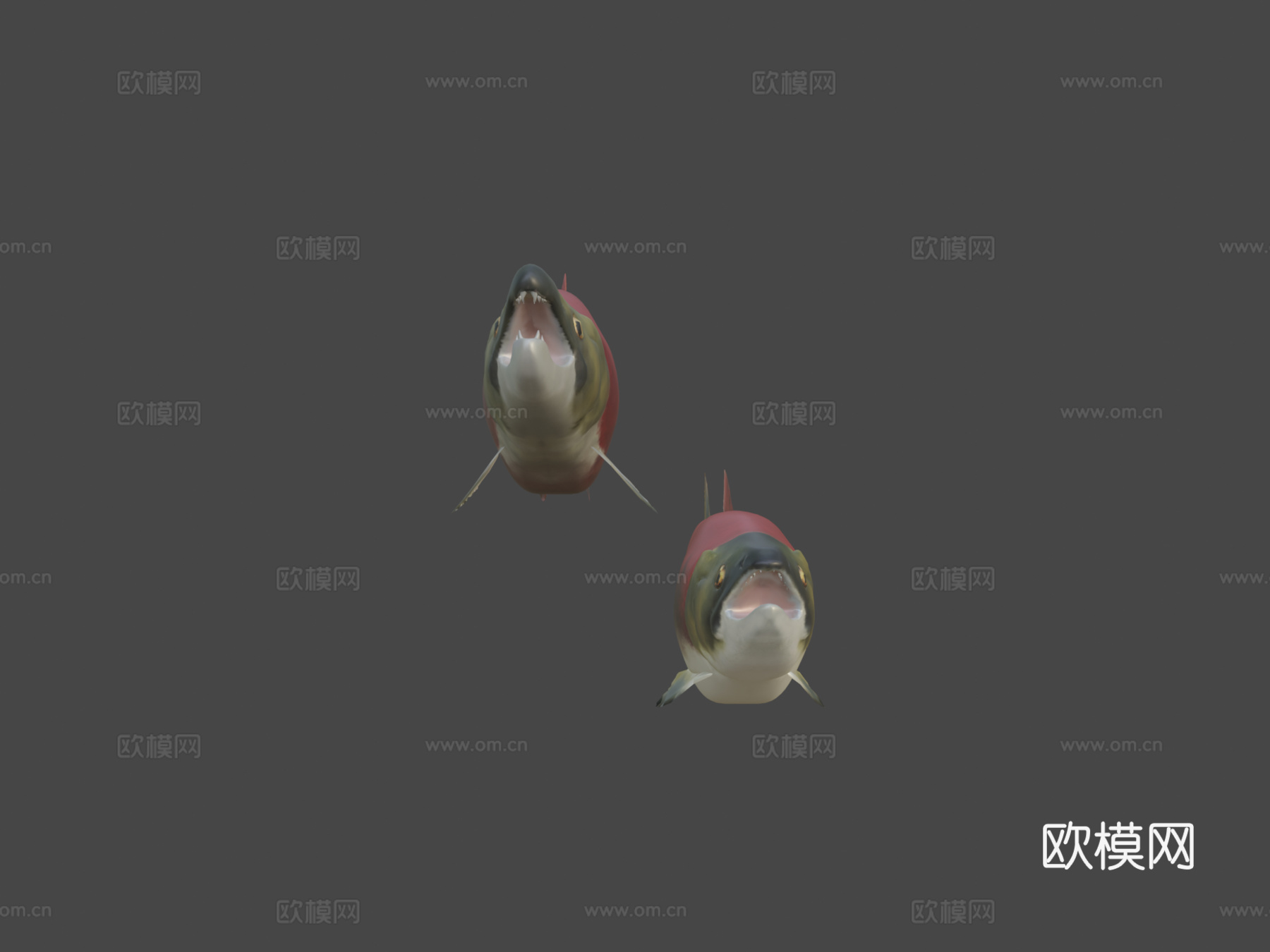 红鲑鱼su模型
