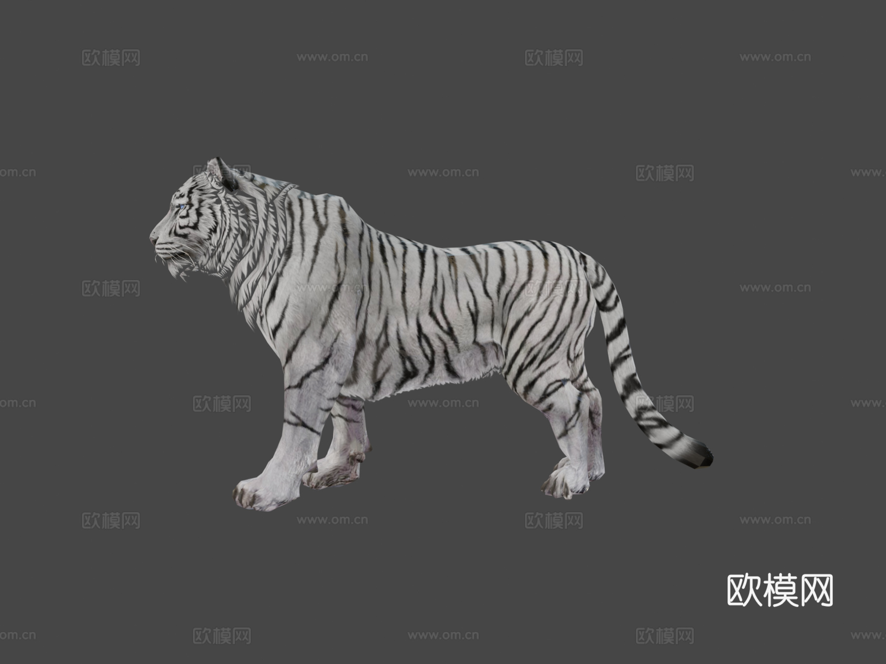 白虎su模型