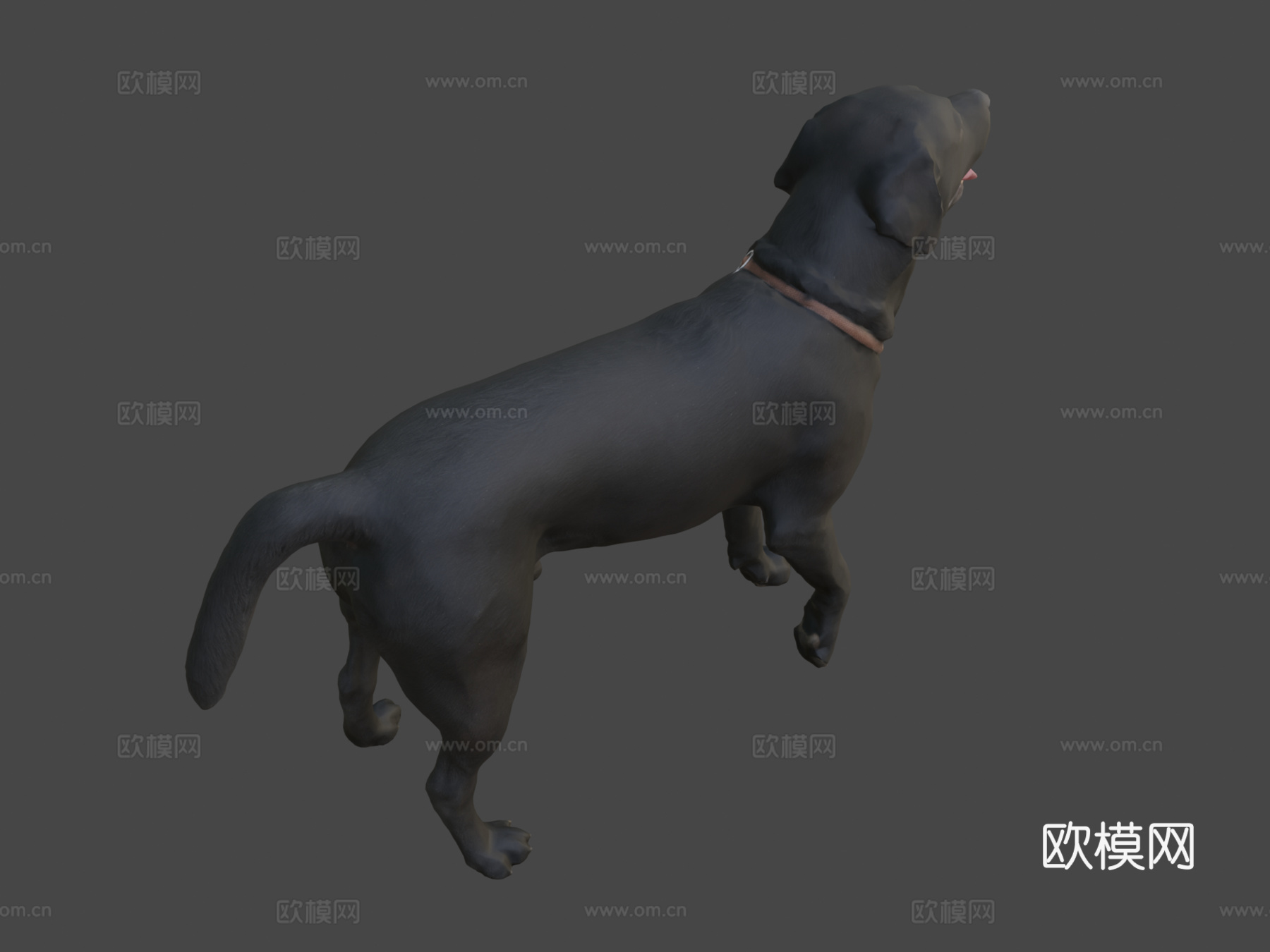 狗A-6之4-拉布拉多su模型