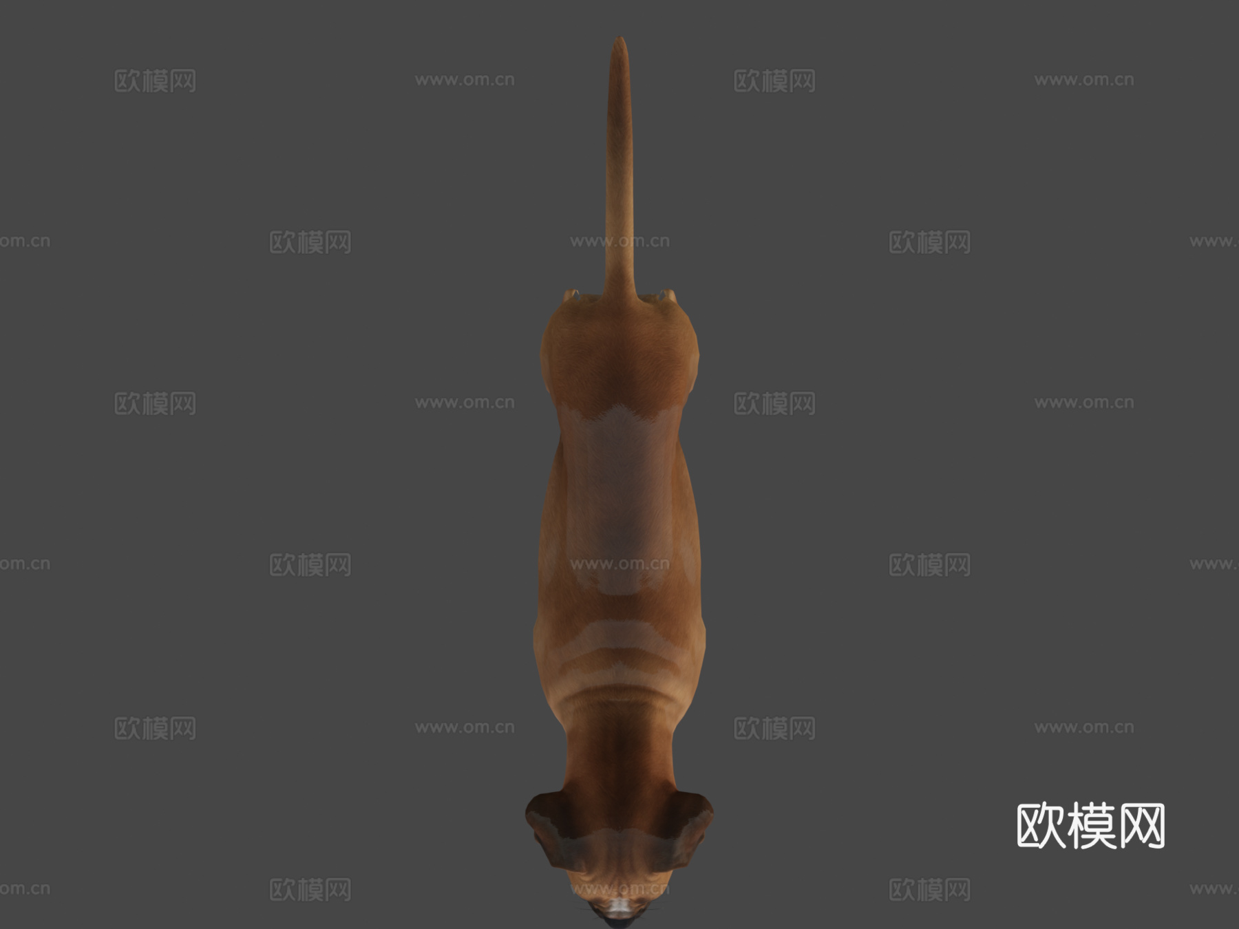 狗-拳师犬su模型