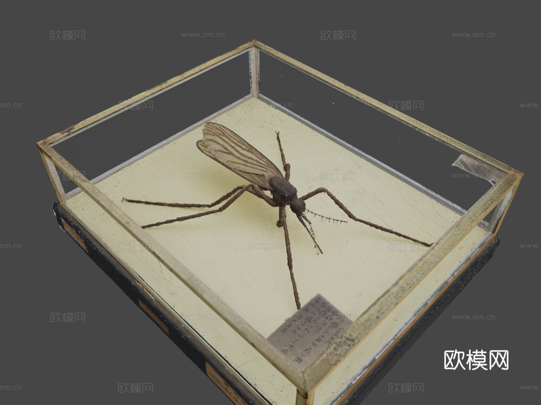 MPM-482红家蚊 蜡模型蚊子蜡模型su模型