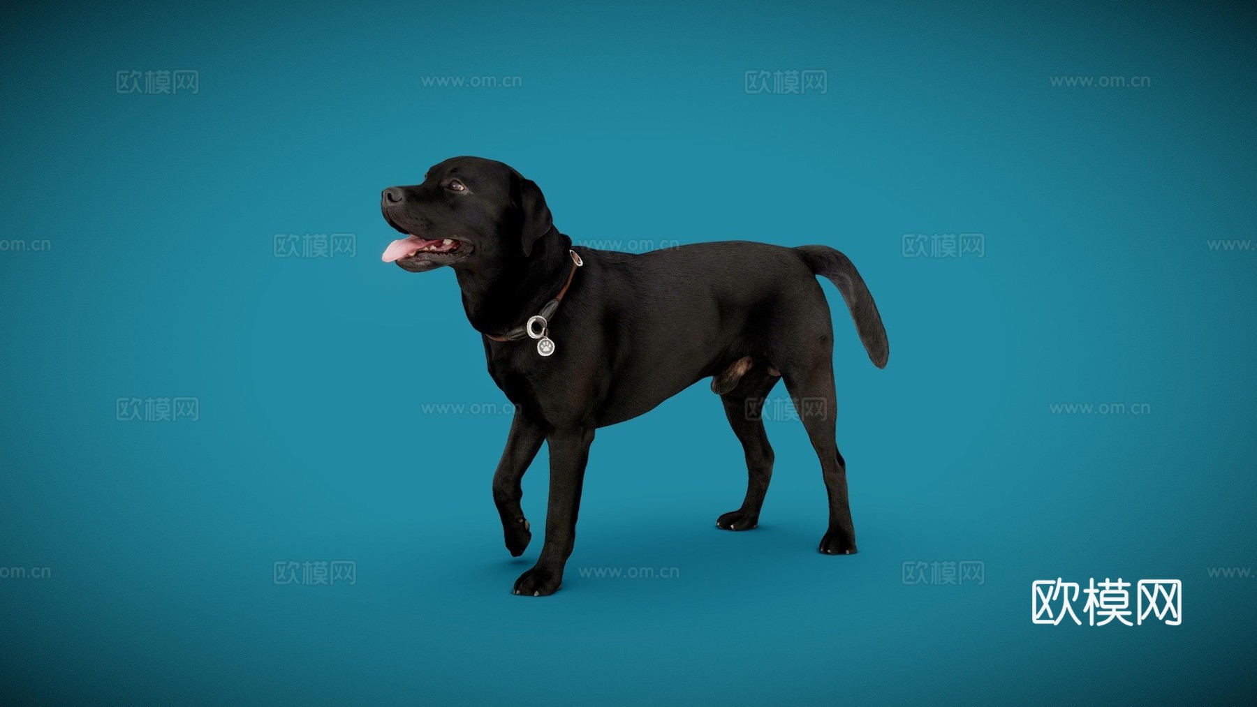 狗A-6之4-拉布拉多su模型