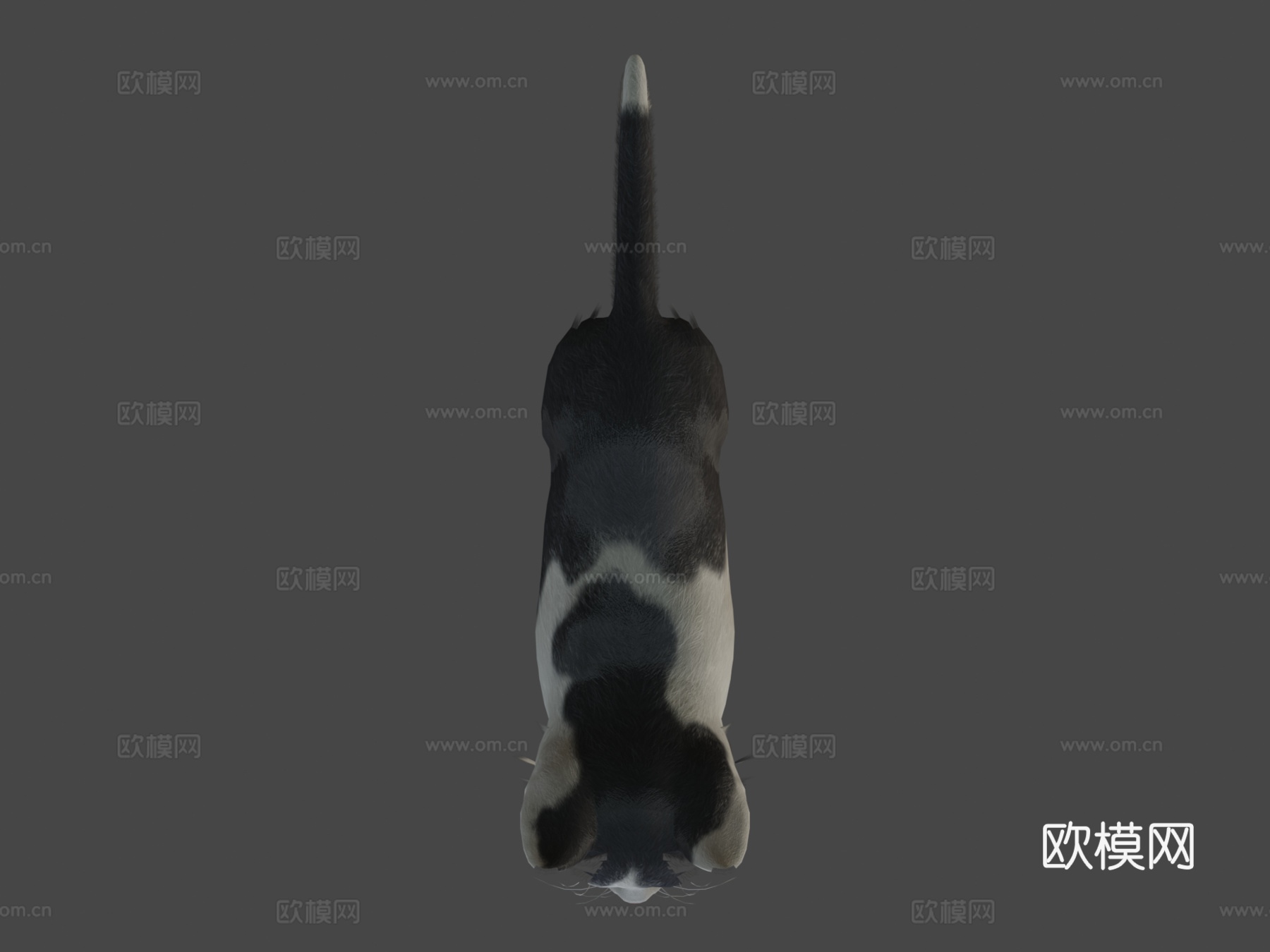 小猫-简单su模型