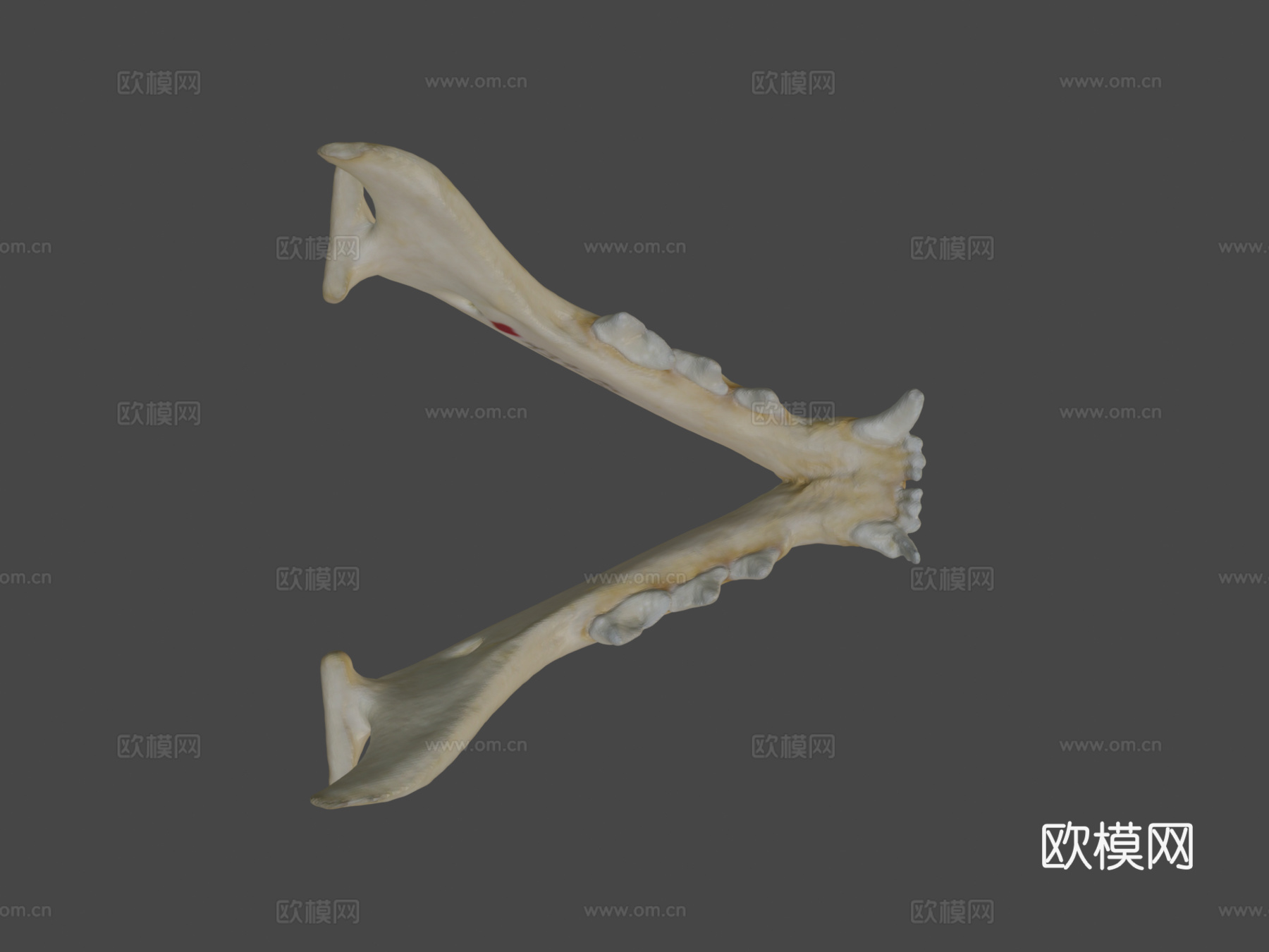 家猫颌骨su模型