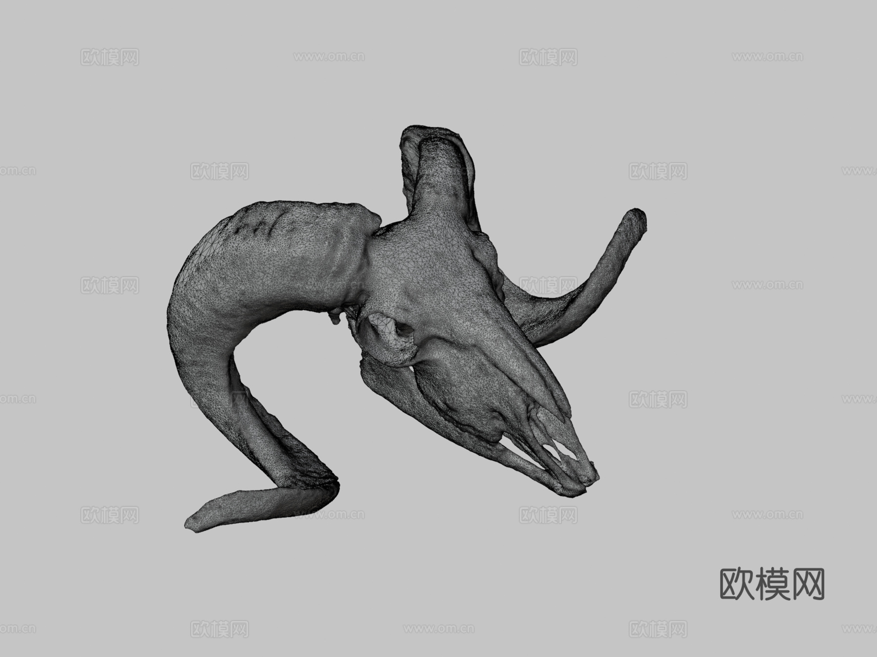 欧洲盘羊头骨su模型