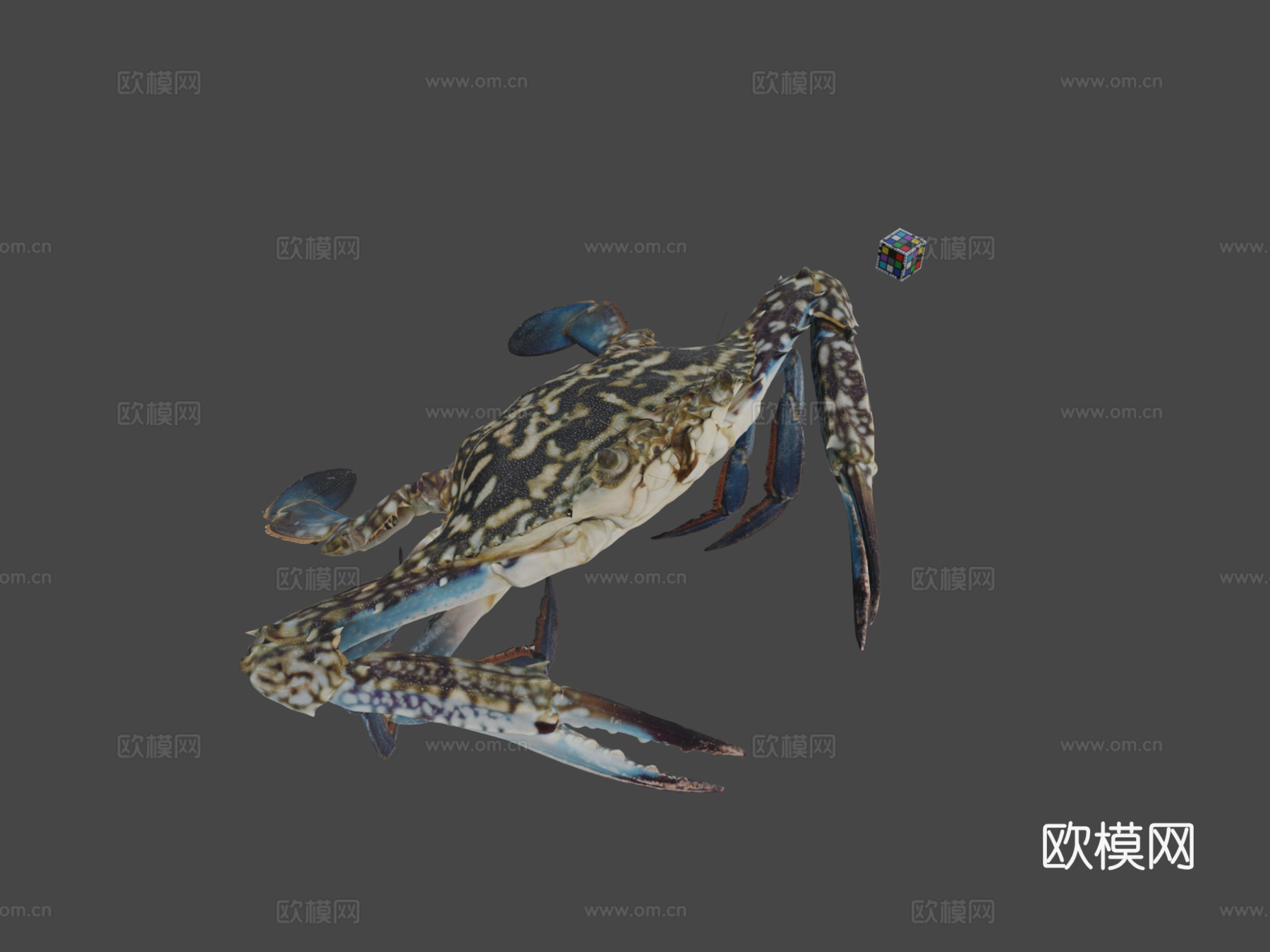 CC0台湾青蟹?♂蓝甘露蟹，P. pelagicussu模型