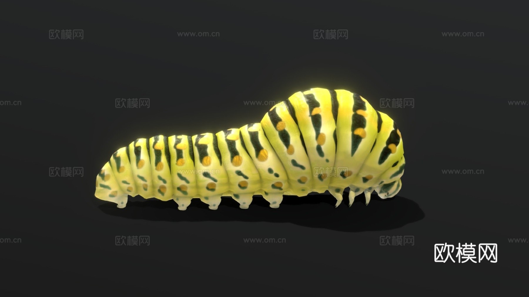 金凤蝶毛毛虫su模型