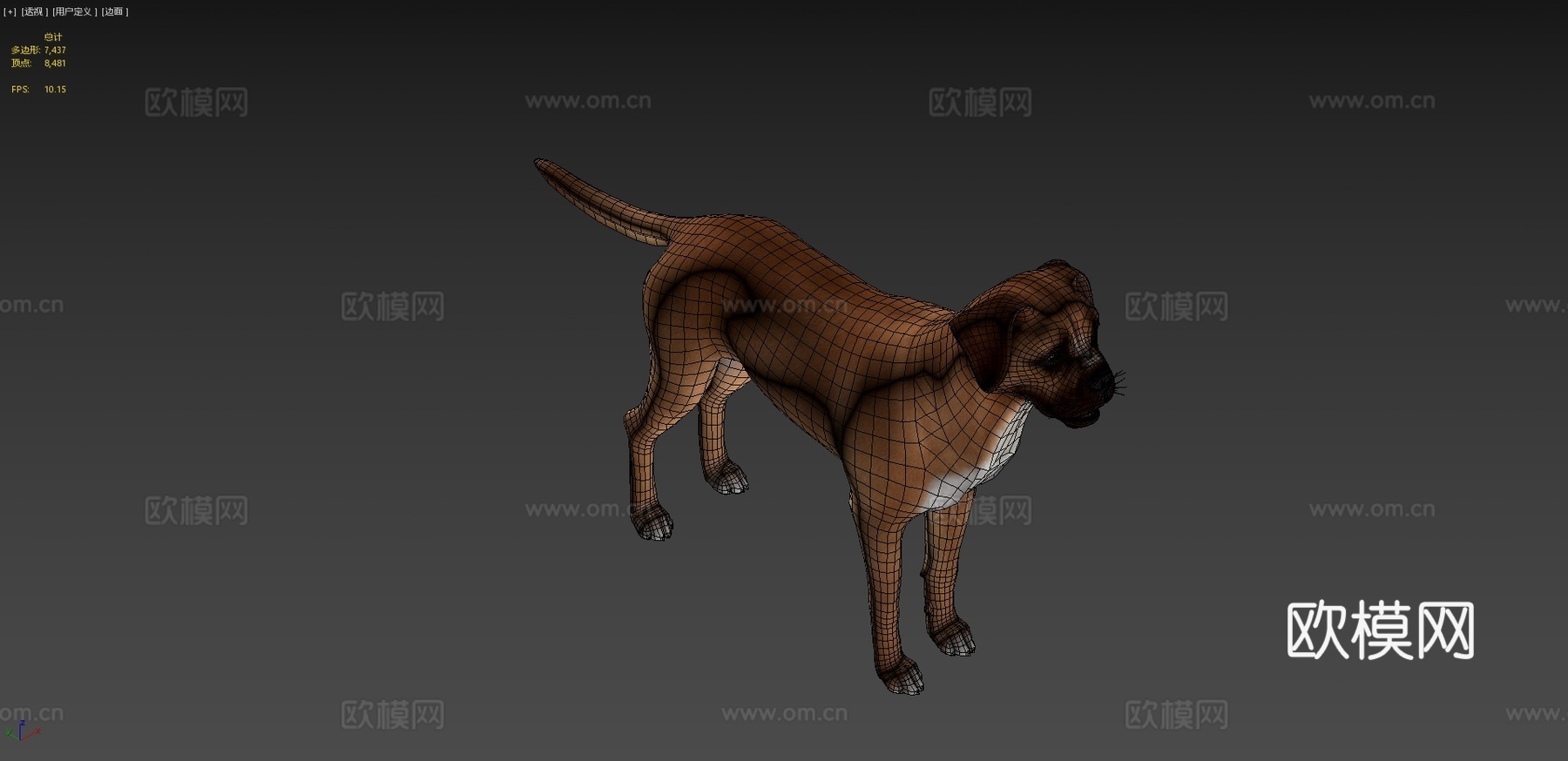 狗-拳师犬su模型