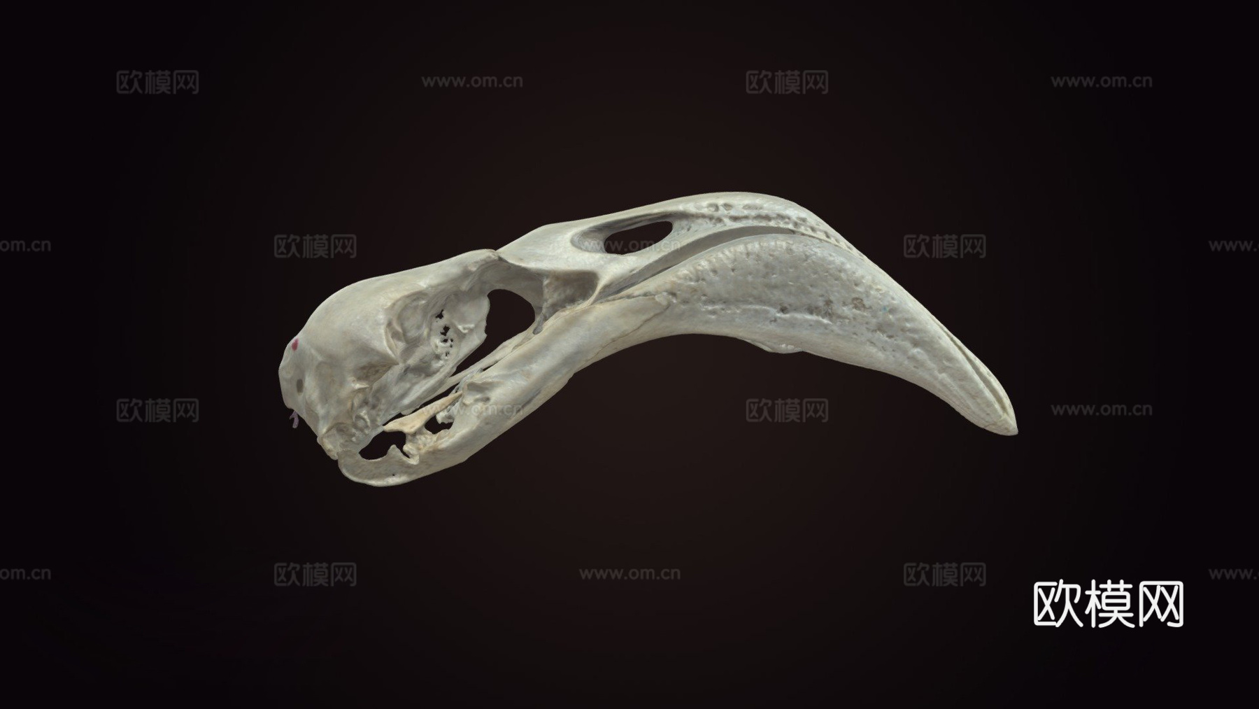 火烈鸟头骨su模型