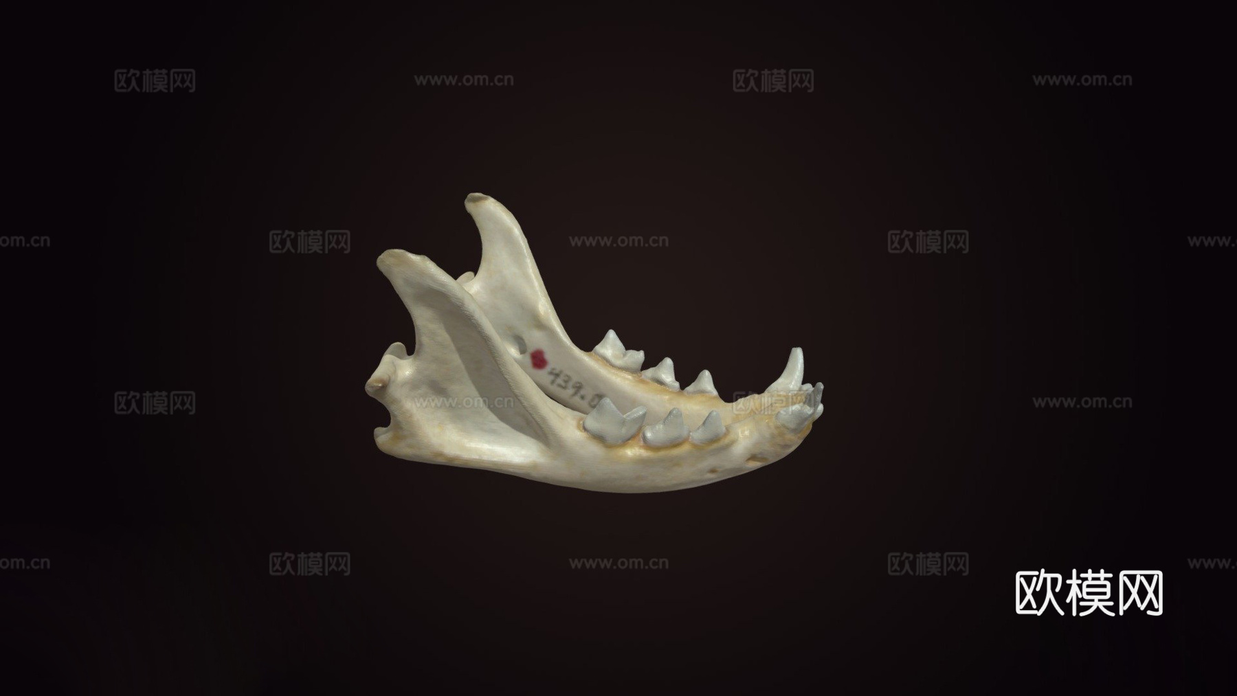 家猫颌骨su模型