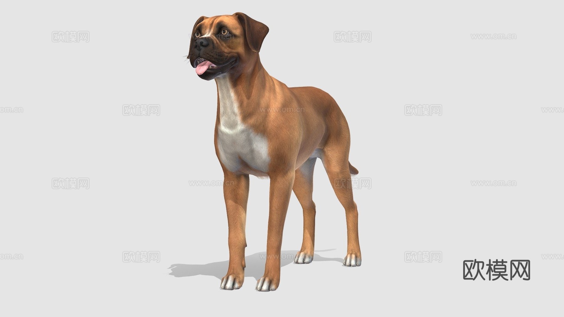 狗-拳师犬su模型