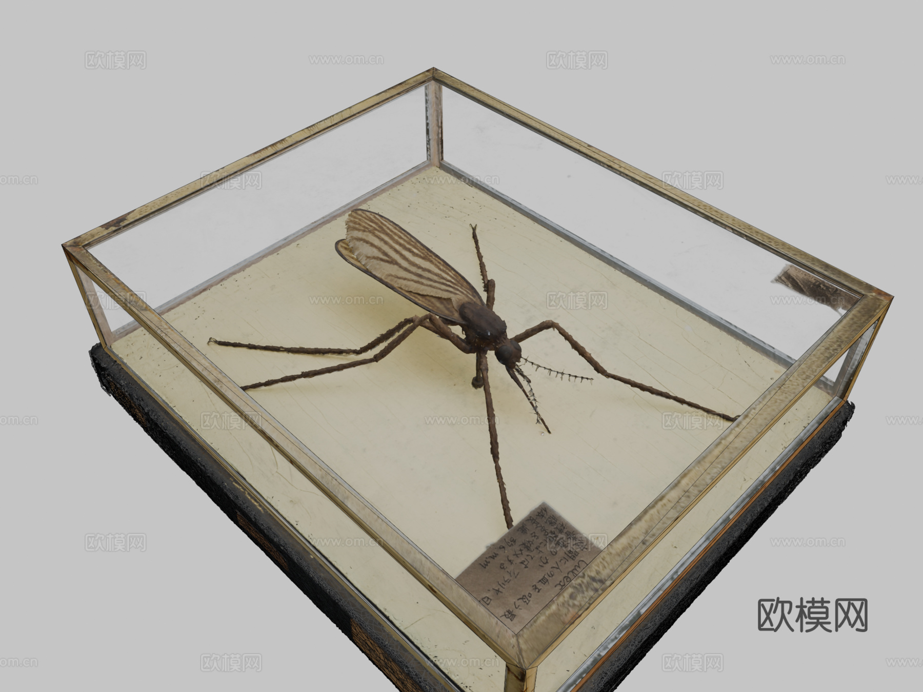 MPM-482红家蚊 蜡模型蚊子蜡模型su模型