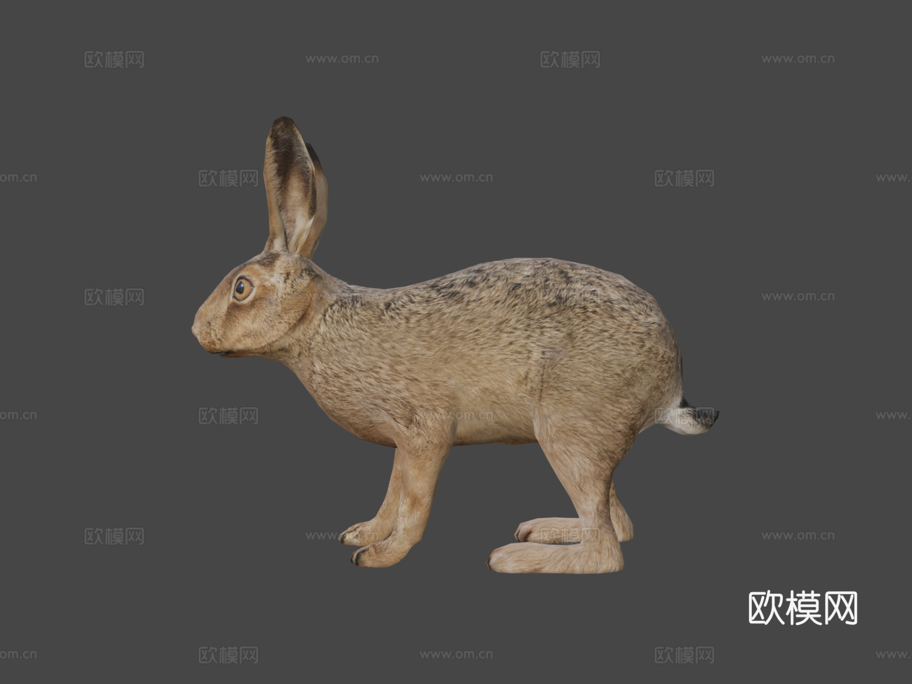 野兔su模型下载（渲染图8）